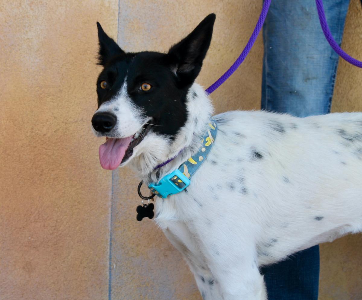 Willow, a Adoptable mixed breed in Albuquerque, NM image 4/5