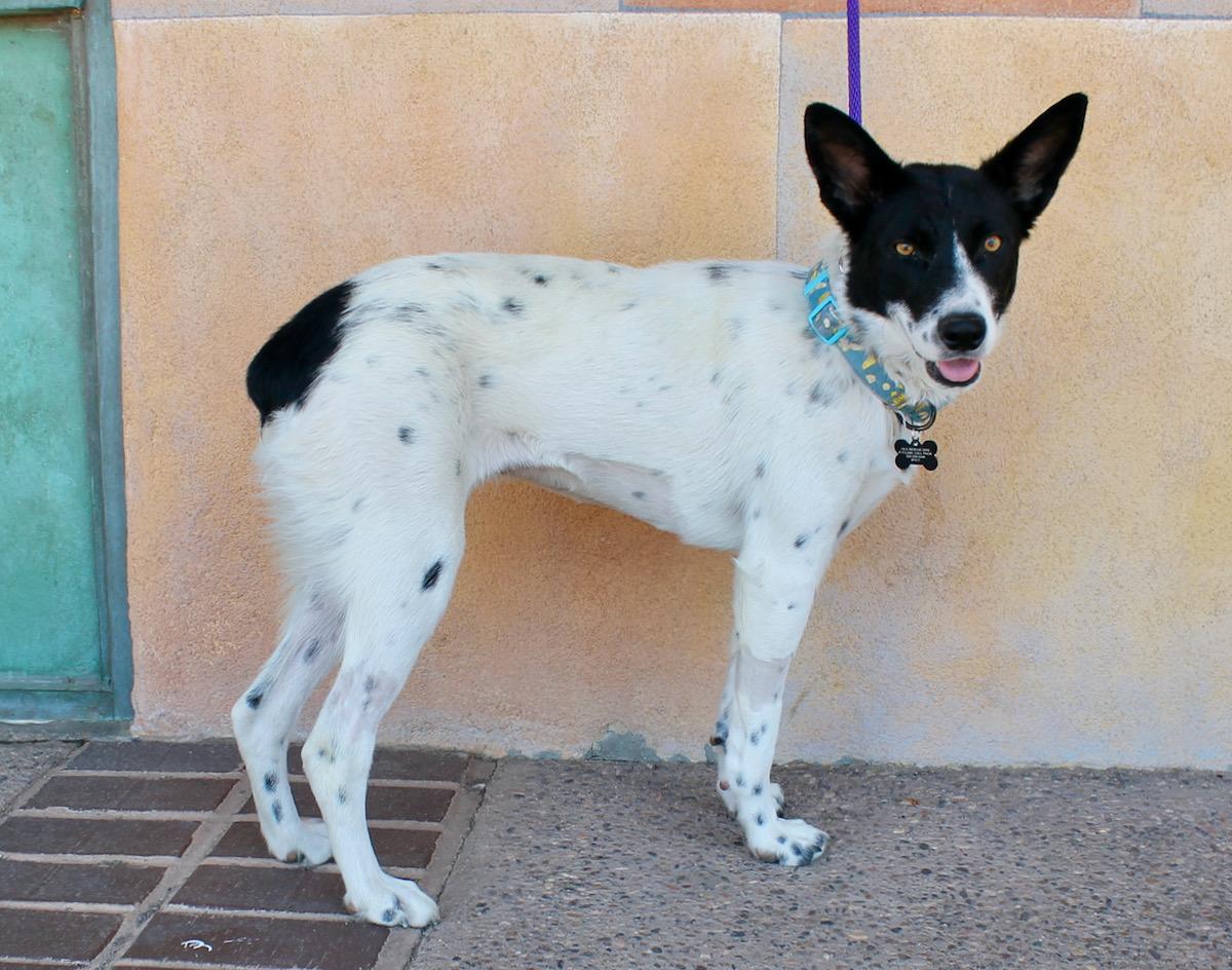 Willow, a Adoptable mixed breed in Albuquerque, NM image 2/5