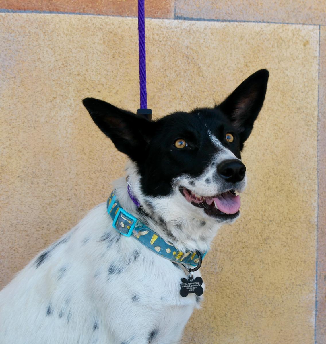 Willow, Adoptable, Adult Female Australian Cattle Dog / Blue Heeler.