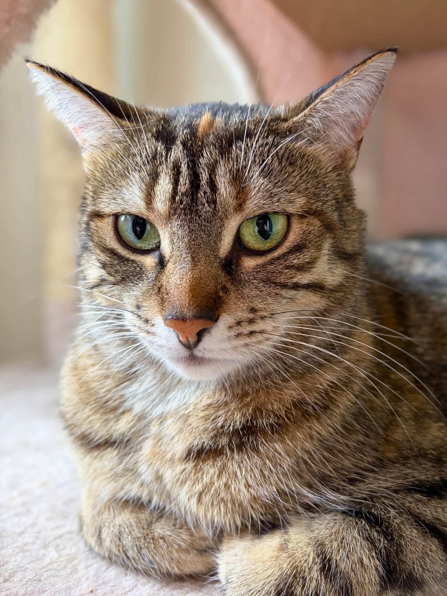 Enlarge Salt, a Adoptable Domestic Short Hair in Spencerville, ON image 3/4