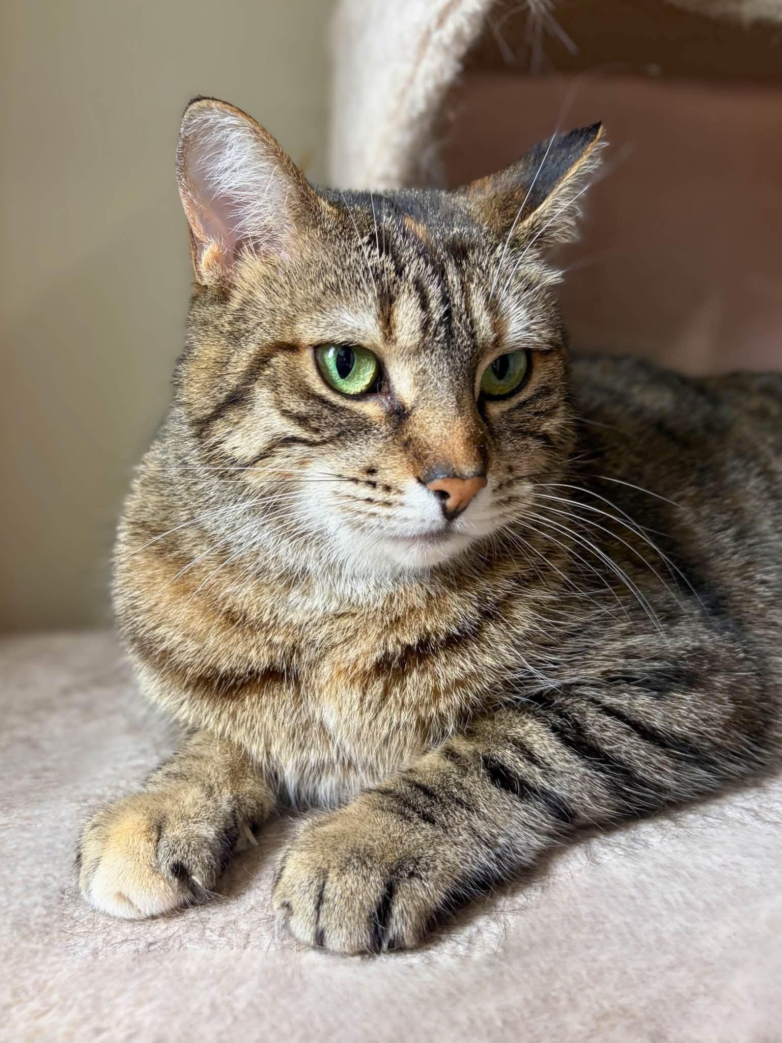 Enlarge Salt, a Adoptable Domestic Short Hair in Spencerville, ON image 2/4