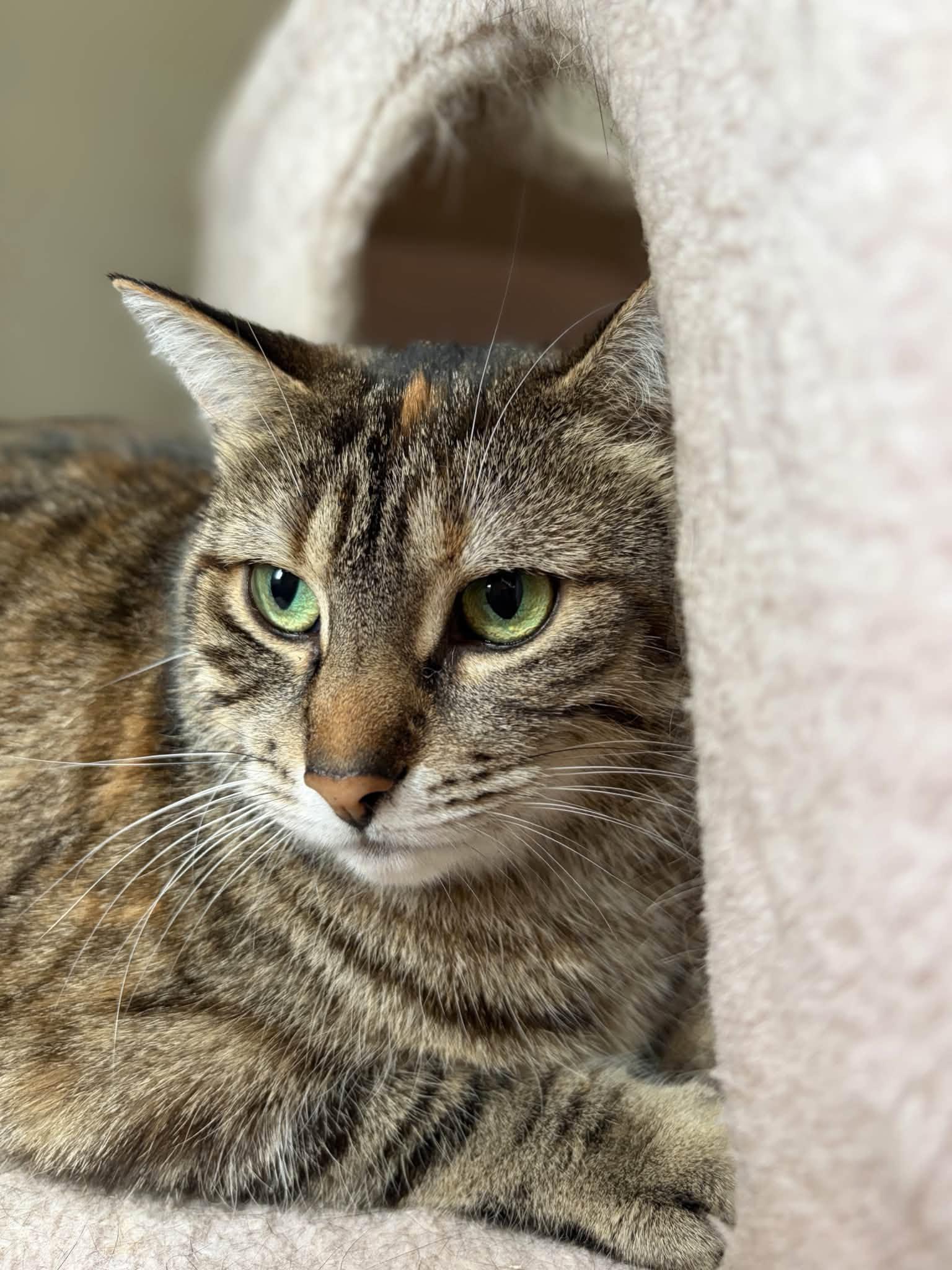 Enlarge Salt, a Adoptable Domestic Short Hair in Spencerville, ON image 1/4