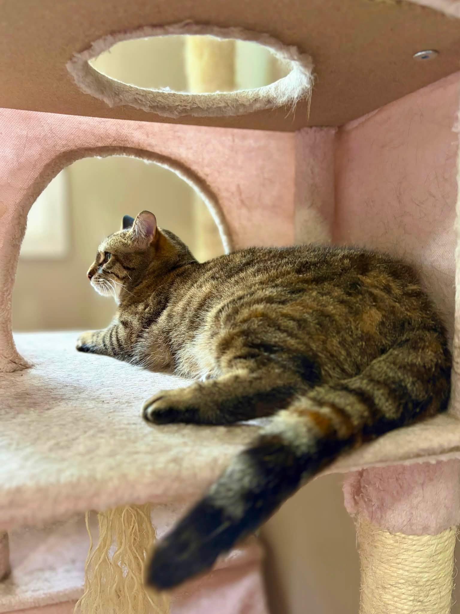 Enlarge Salt, a Adoptable Domestic Short Hair in Spencerville, ON image 4/4