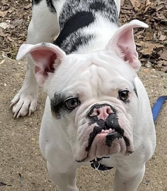 Piggy Wiggy, Adoptable, Adult Male English Bulldog.