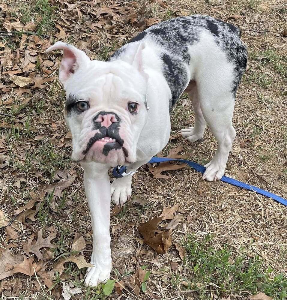 Enlarge Piggy Wiggy, a Adoptable mixed breed in Milton, DE image 2/3