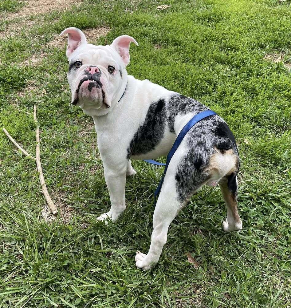 Enlarge Piggy Wiggy, a Adoptable mixed breed in Milton, DE image 3/3