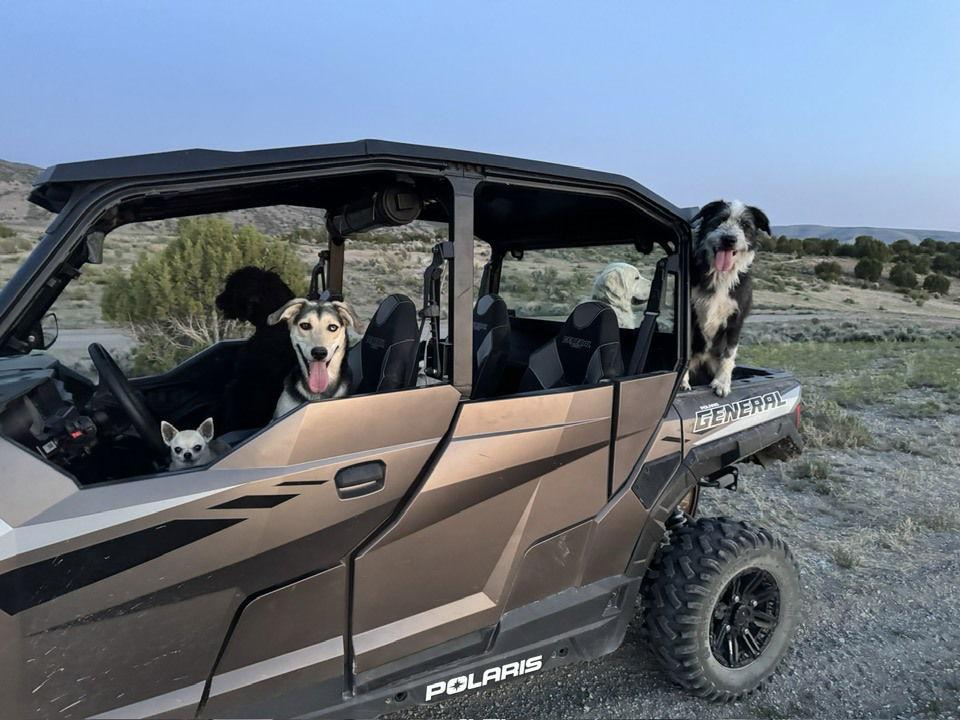 Enlarge Pippy Pippa, a Adoptable mixed breed in Midway, UT image 1/3
