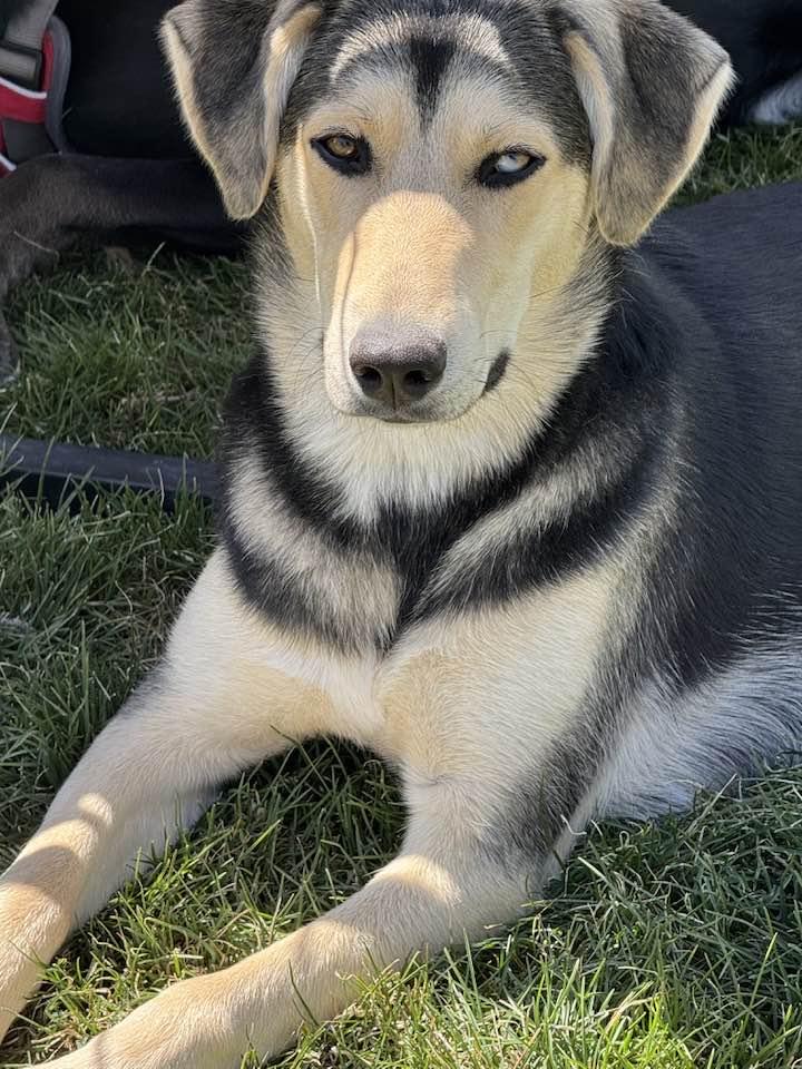 Enlarge Pippy Pippa, a Adoptable mixed breed in Midway, UT image 2/3