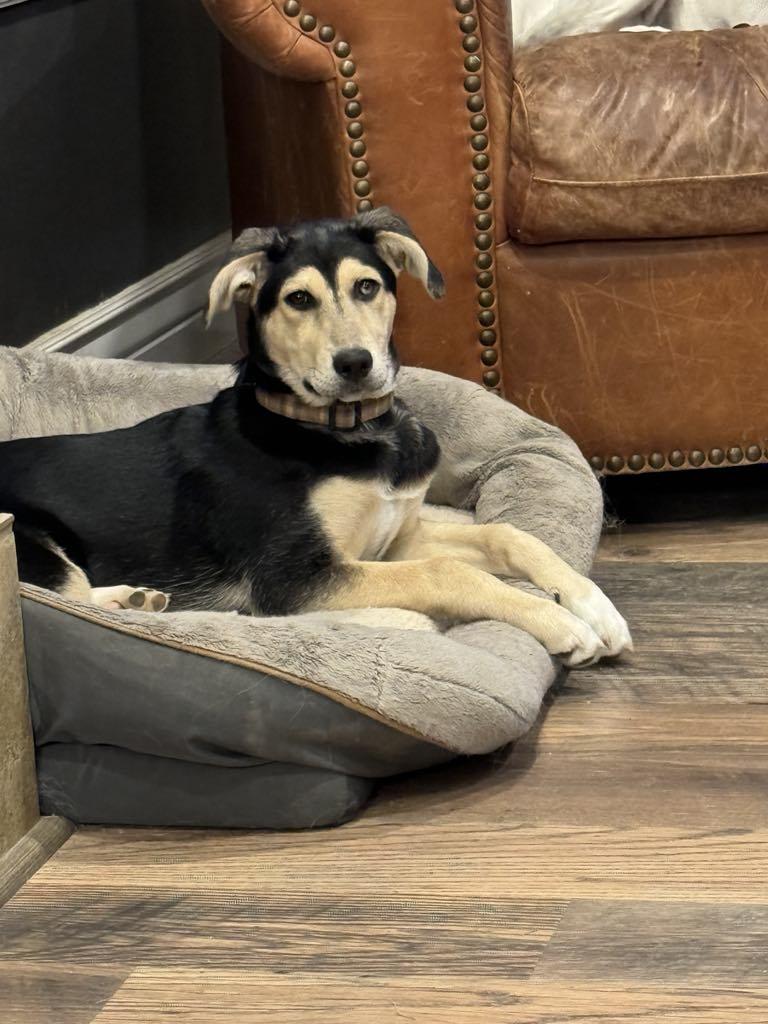 Enlarge Pippy Pippa, a Adoptable mixed breed in Midway, UT image 3/3