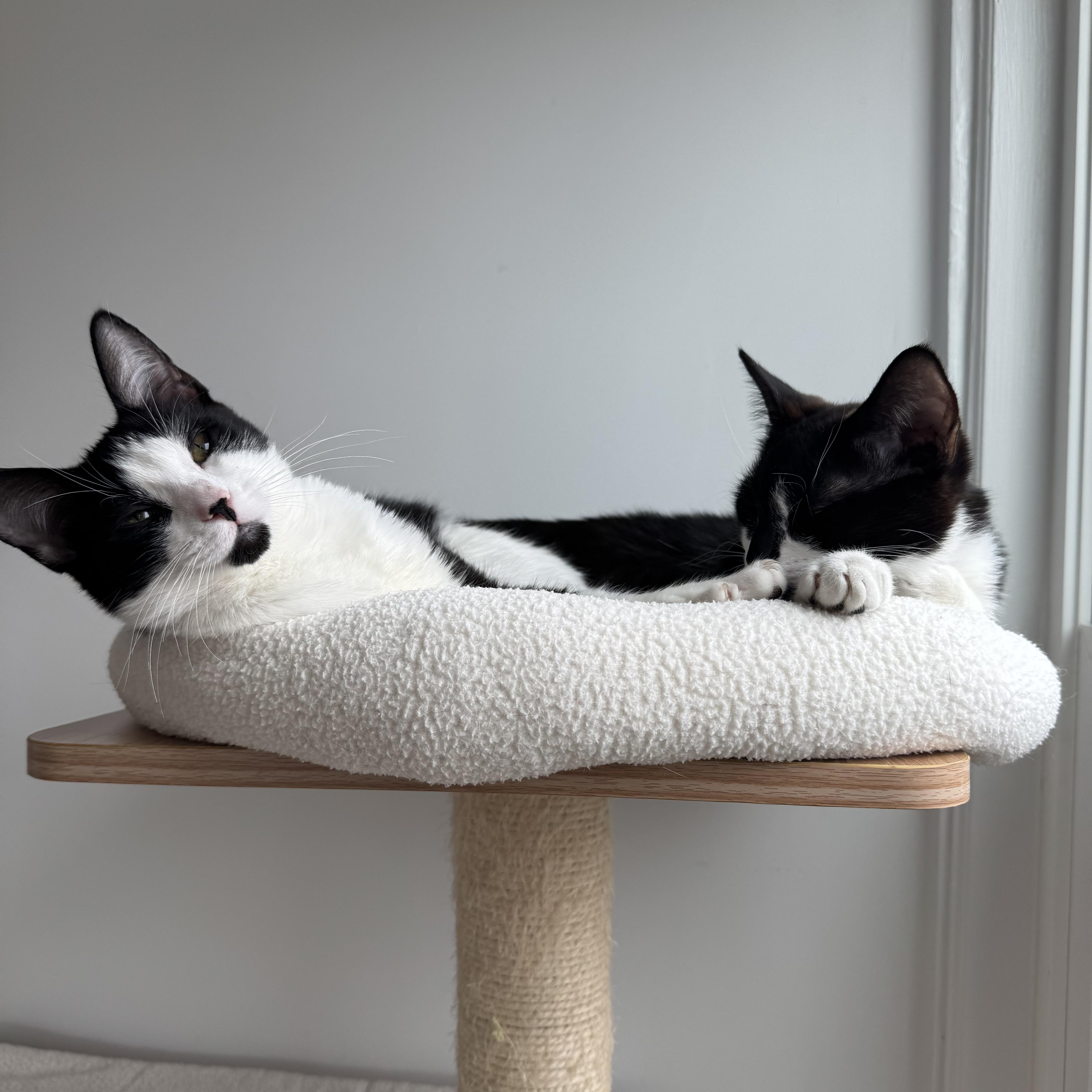 Cheri (and Marcel) *BONDED PAIR* photo 3