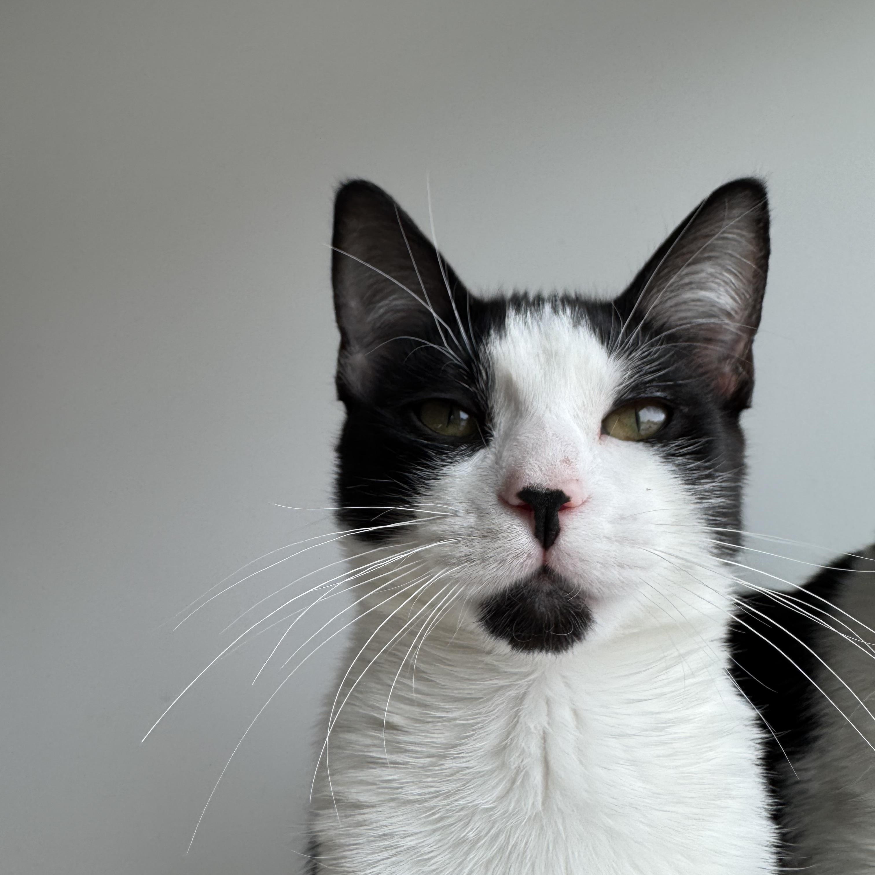 Cheri (and Marcel) *BONDED PAIR*, Baby Female American Shorthair