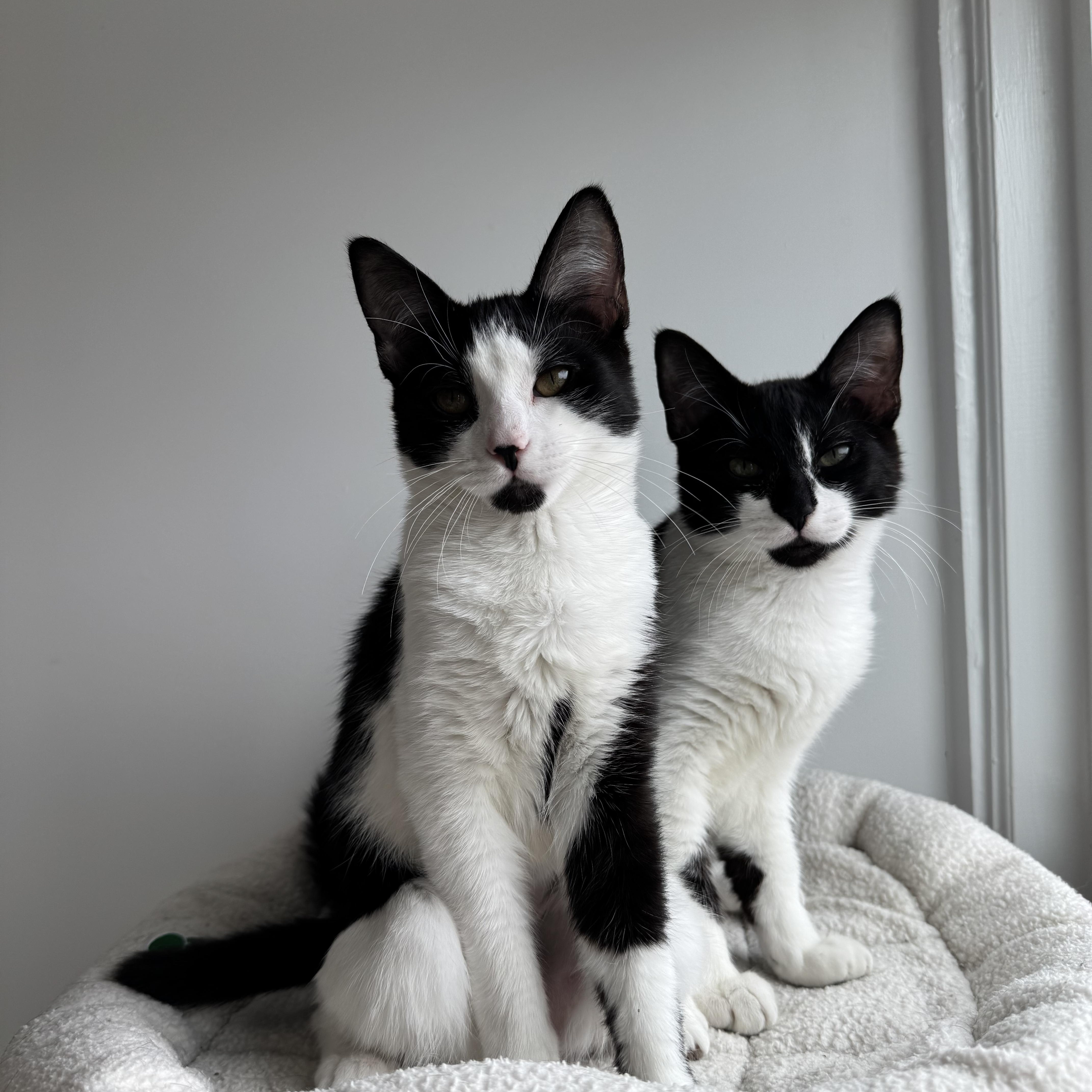 Cheri (and Marcel) *BONDED PAIR* photo 2
