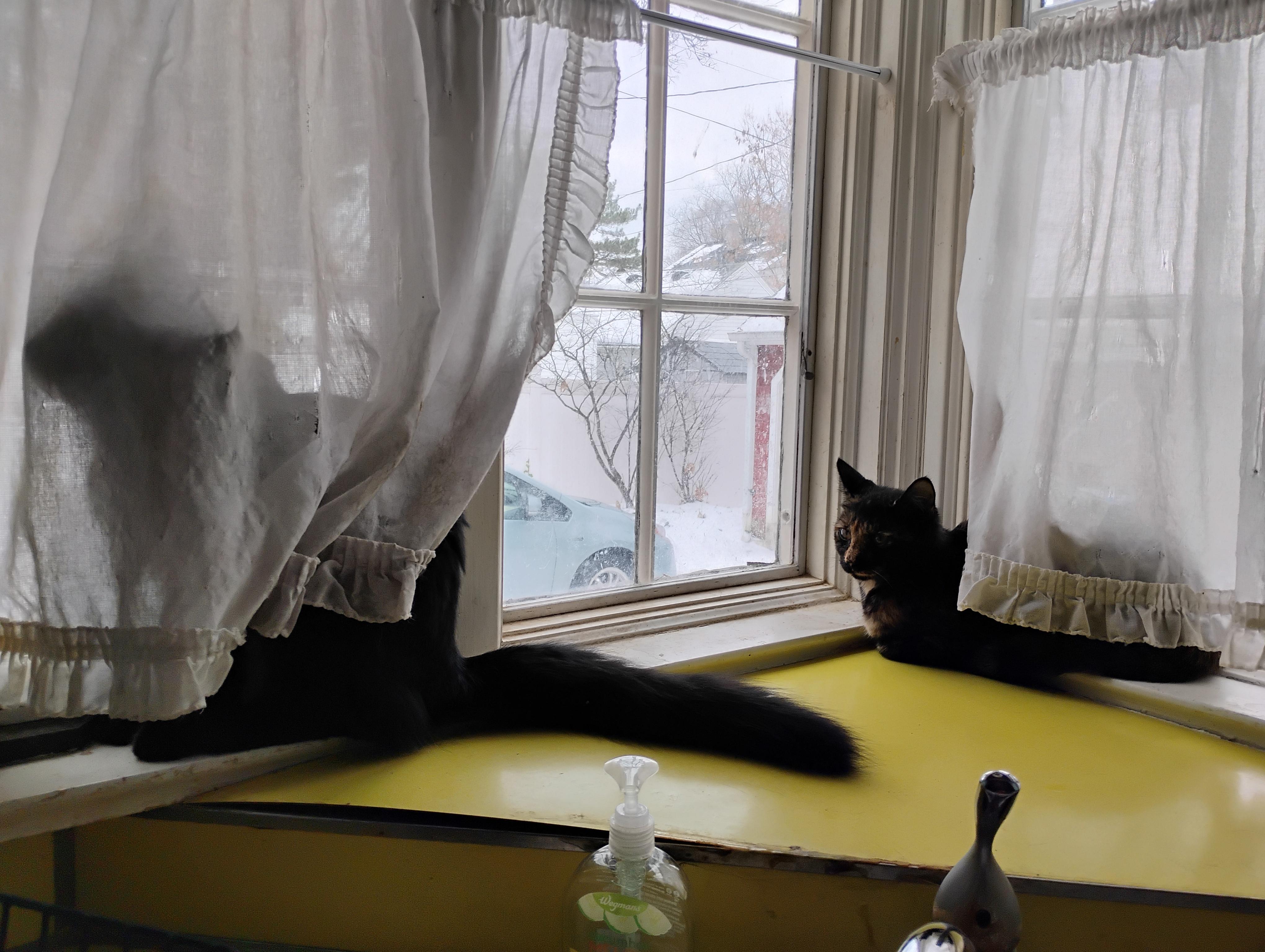 Enlarge Michael, a ADOPTABLE mixed breed in Rochester, NY image 1/6