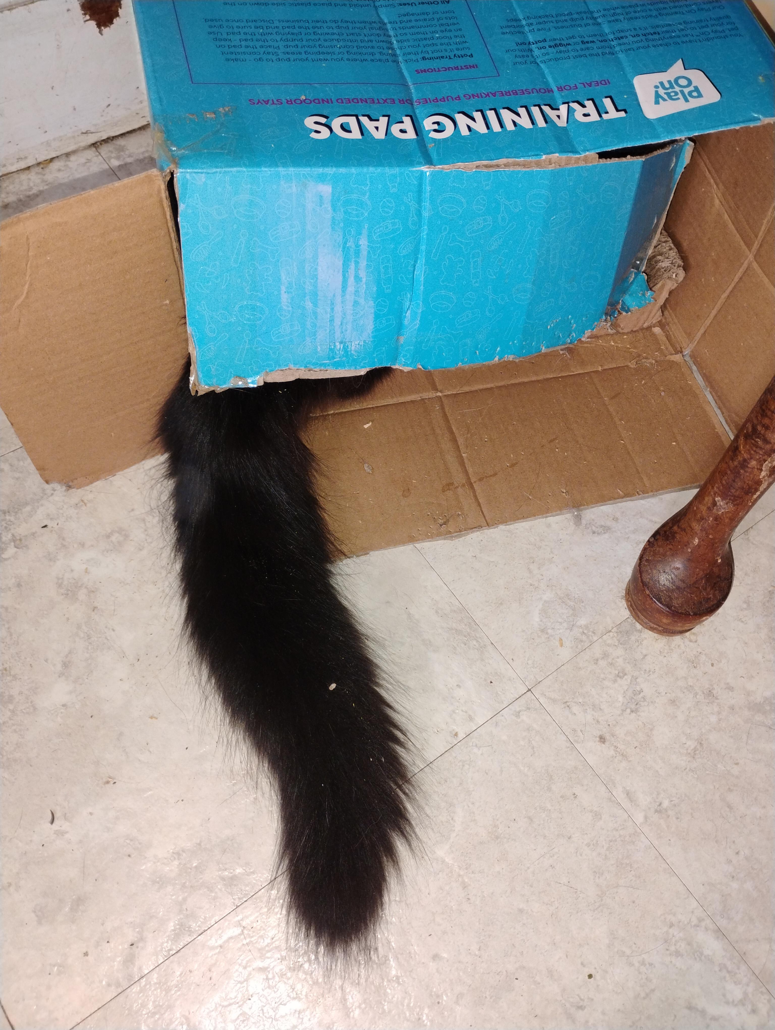 Enlarge Michael, a ADOPTABLE mixed breed in Rochester, NY image 2/6