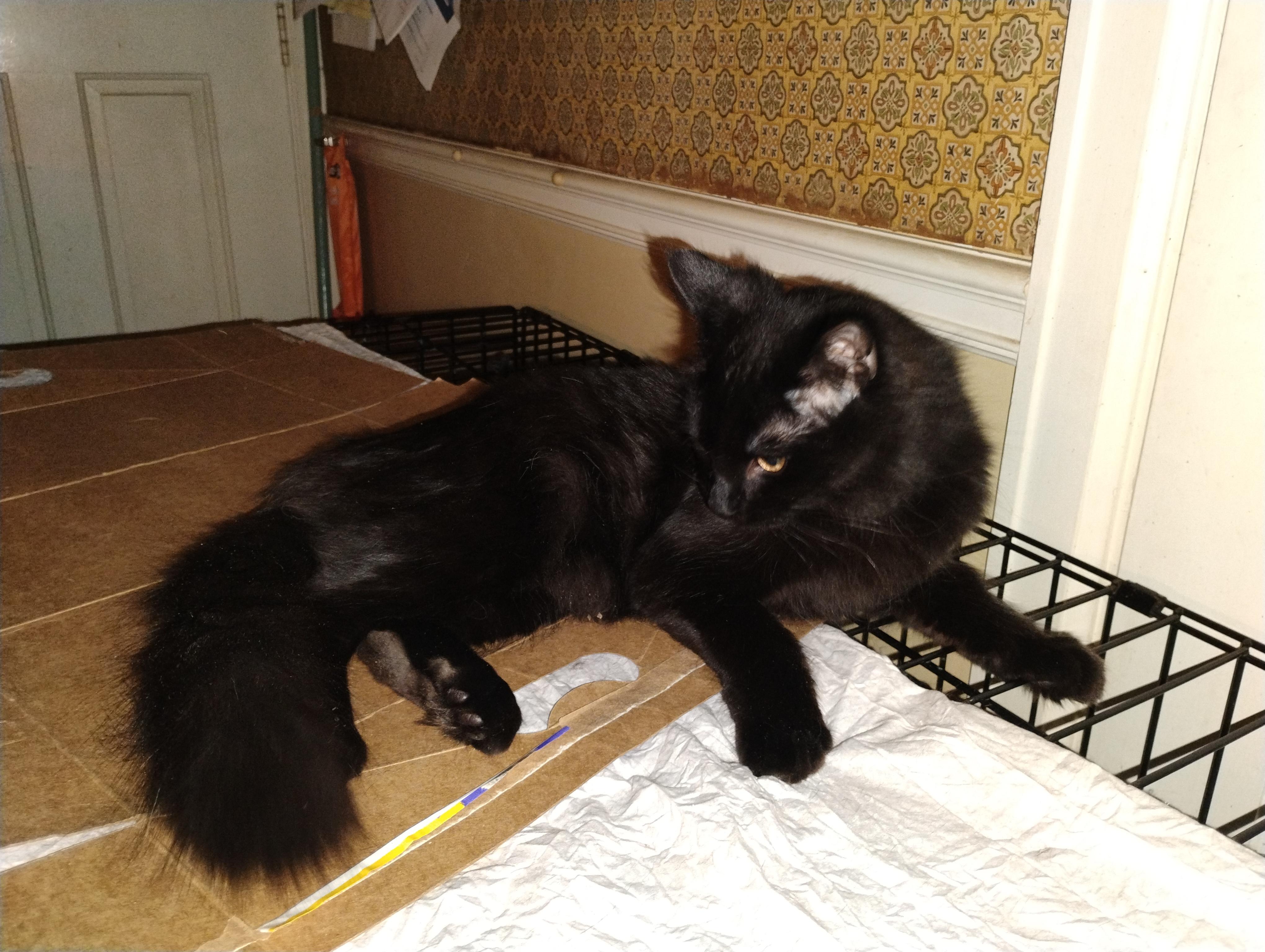 Enlarge Michael, a ADOPTABLE mixed breed in Rochester, NY image 3/6