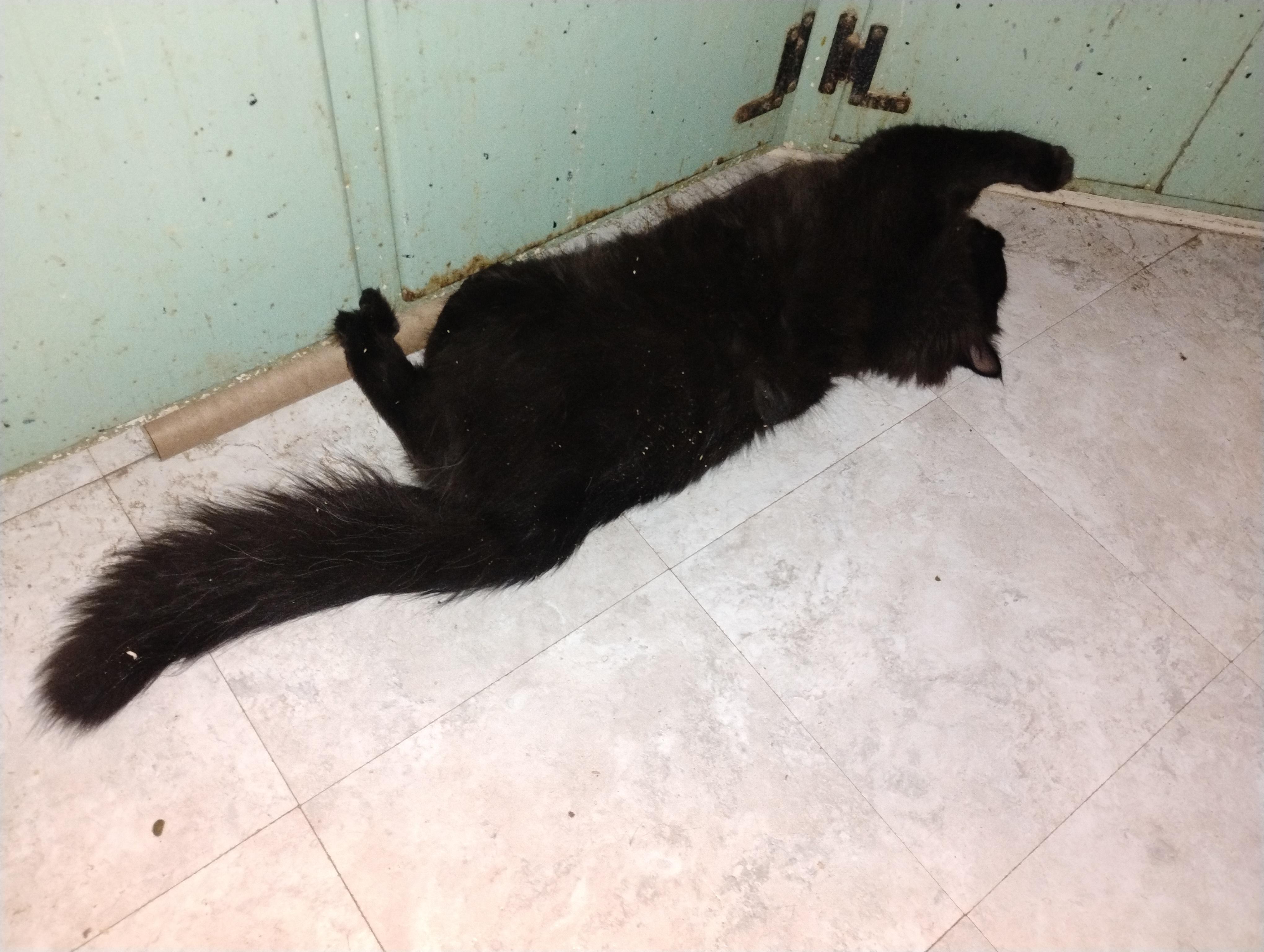 Enlarge Michael, a ADOPTABLE mixed breed in Rochester, NY image 3/5