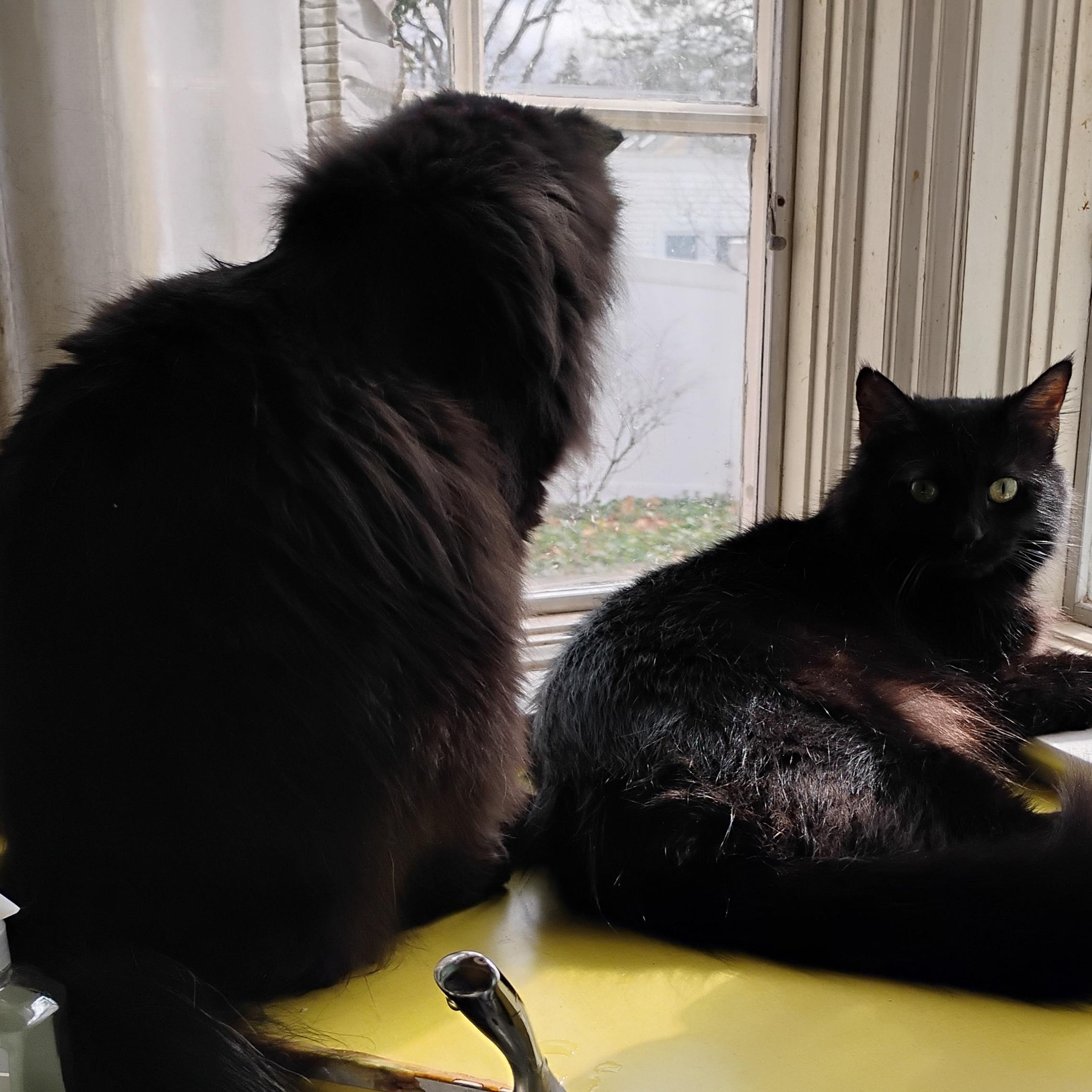 Enlarge Michael, a ADOPTABLE mixed breed in Rochester, NY image 2/5