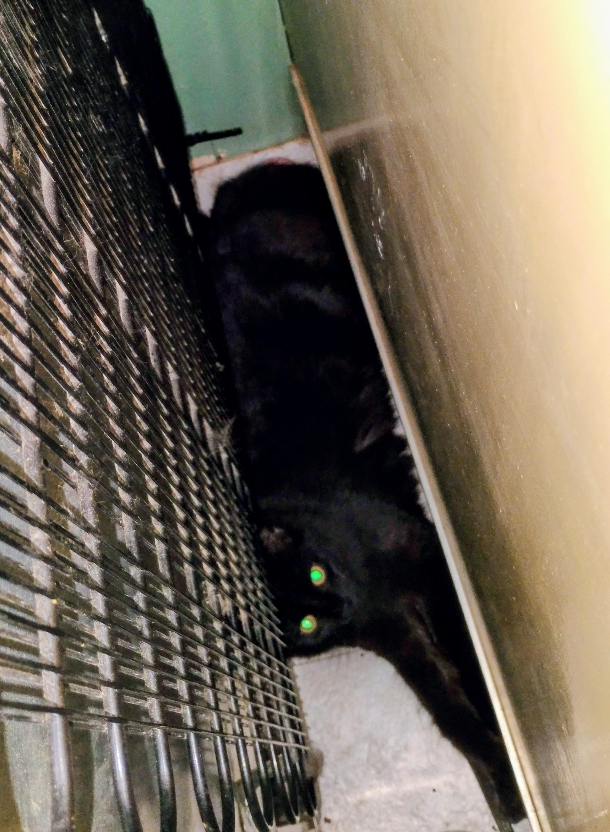 Enlarge Michael, a ADOPTABLE mixed breed in Rochester, NY image 4/6