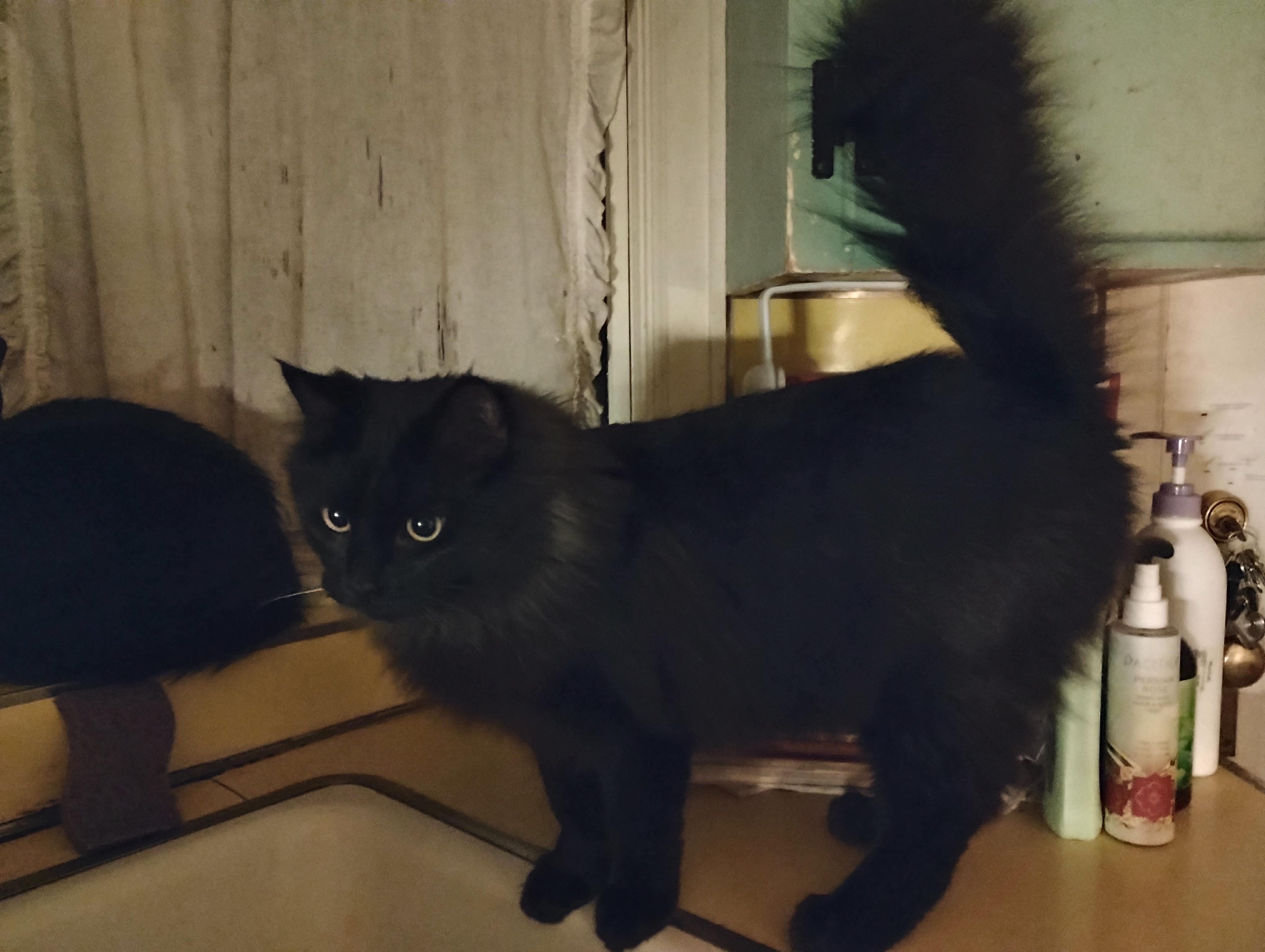 Michael, ADOPTABLE, Kitten Male Domestic Long Hair.