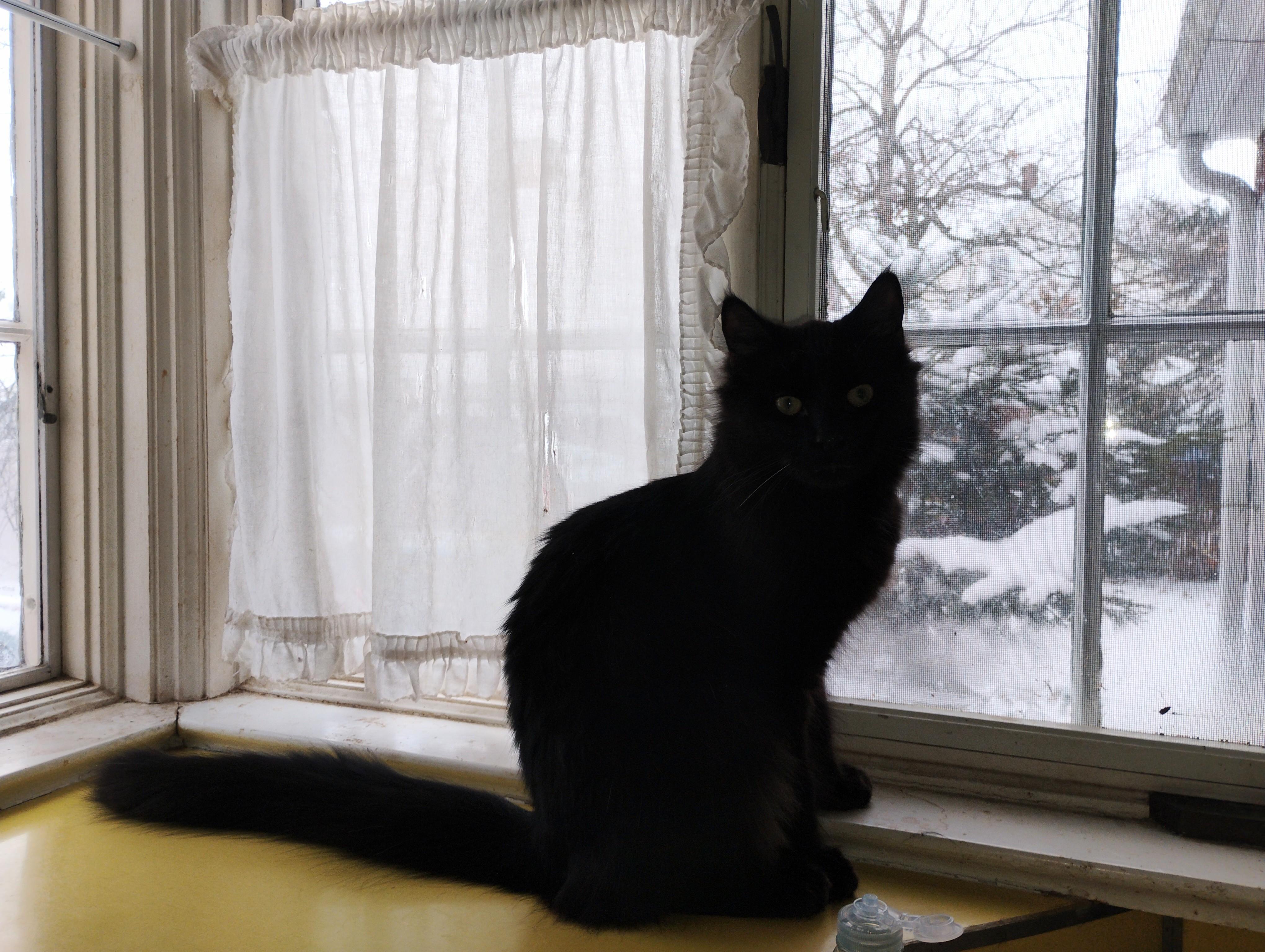 Enlarge Michael, a ADOPTABLE mixed breed in Rochester, NY image 6/6