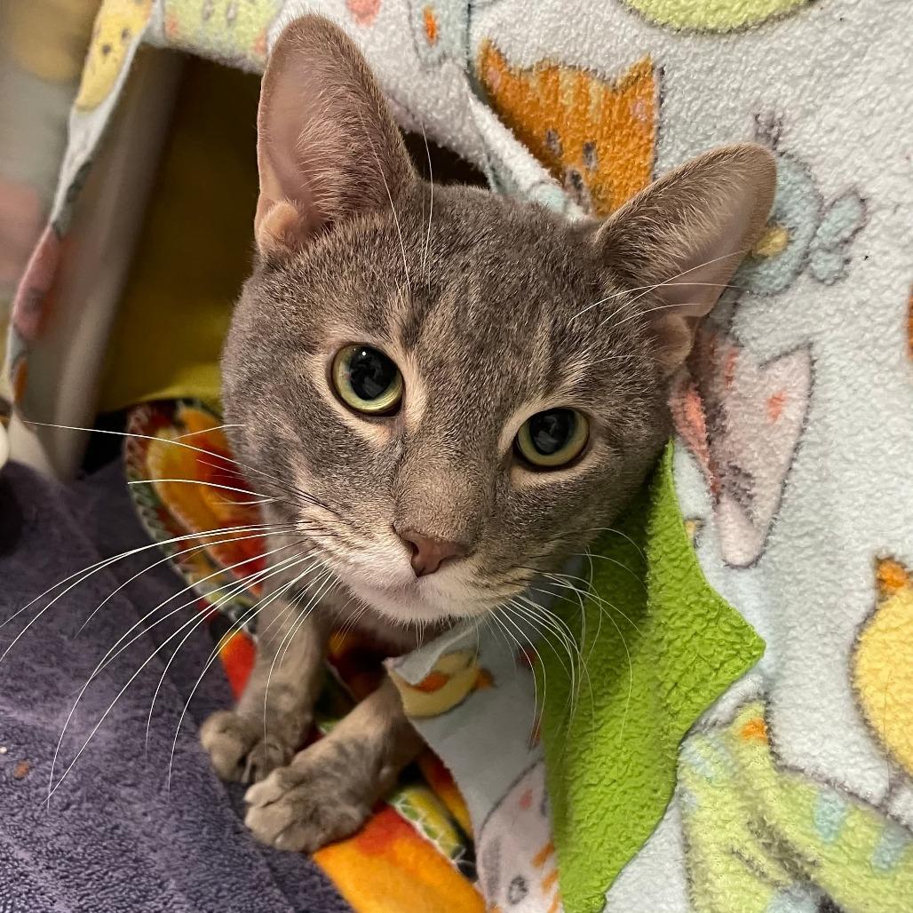 Enlarge Captain, a Adoptable Domestic Short Hair in Downers Grove, IL image 1/1