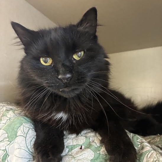 Enlarge Spring, a Adoptable Domestic Long Hair in Blue Earth, MN image 1/1