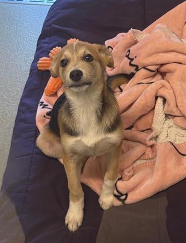 BEN, Adoptable, Puppy Male Beagle & Mixed Breed.