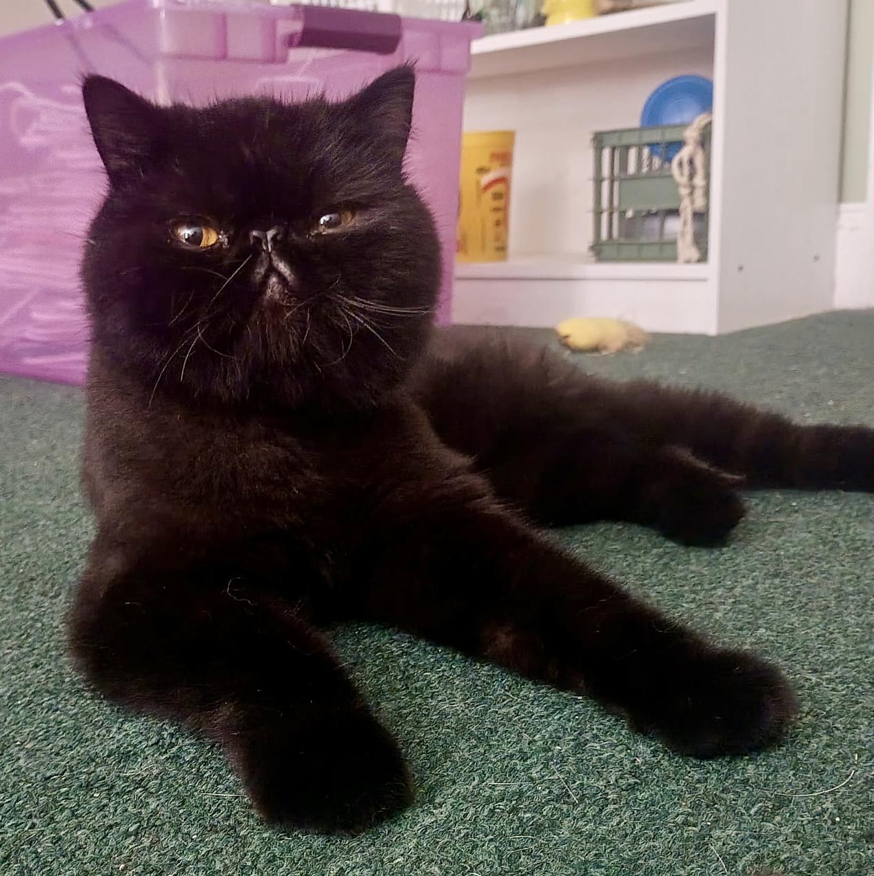 Enlarge Ozzie, a Adopted Persian in Myrtle Beach, SC image 1/1