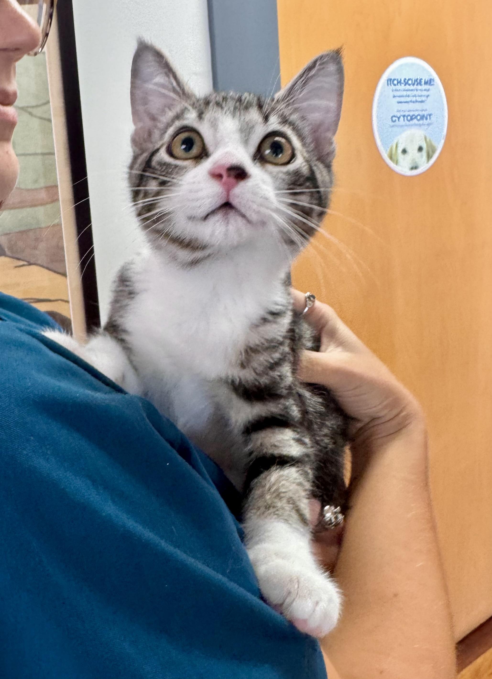 Enlarge Aspen, an adopted Domestic Short Hair in Tallahassee, FL image 2/6