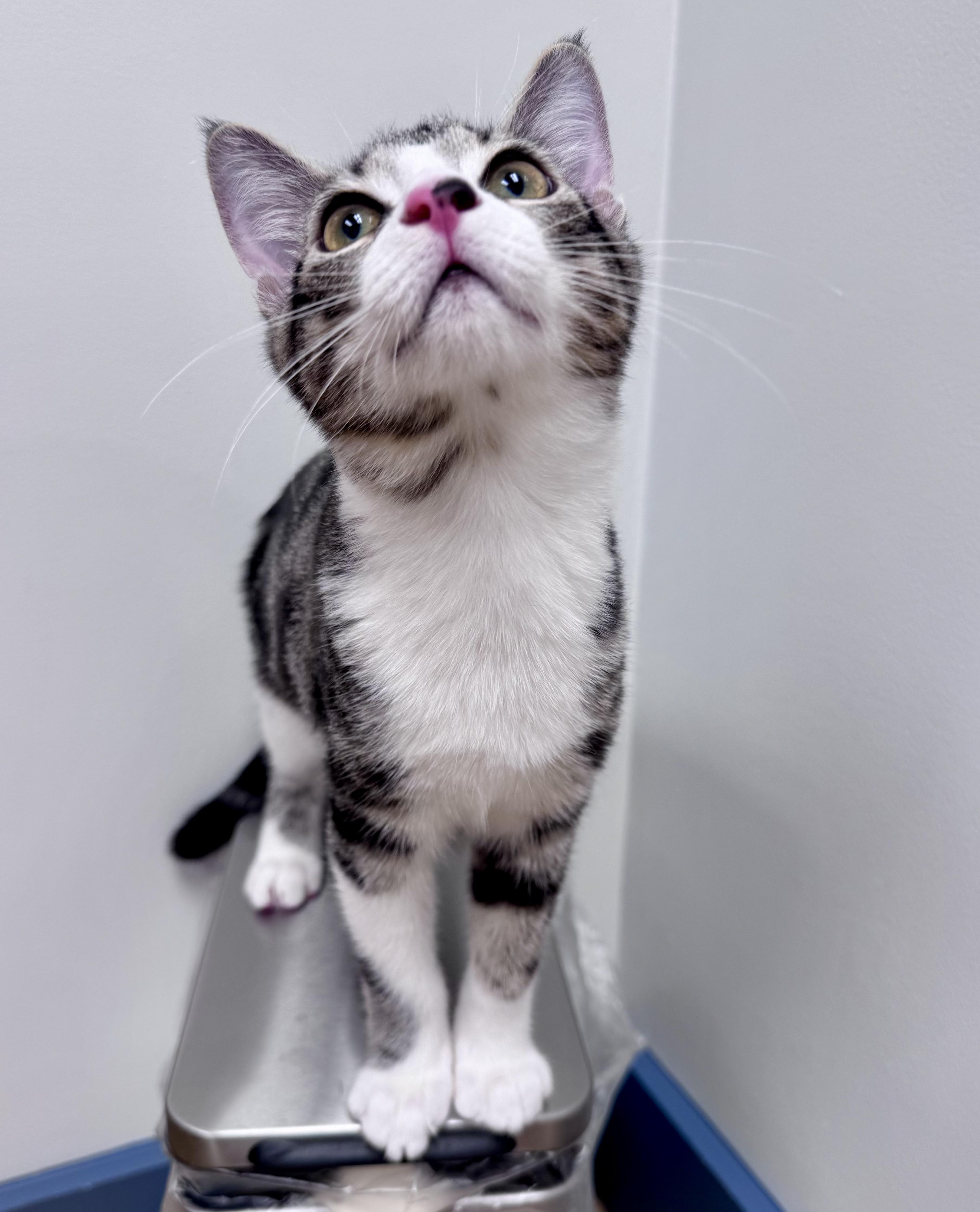 Enlarge Aspen, an adopted Domestic Short Hair in Tallahassee, FL image 1/6