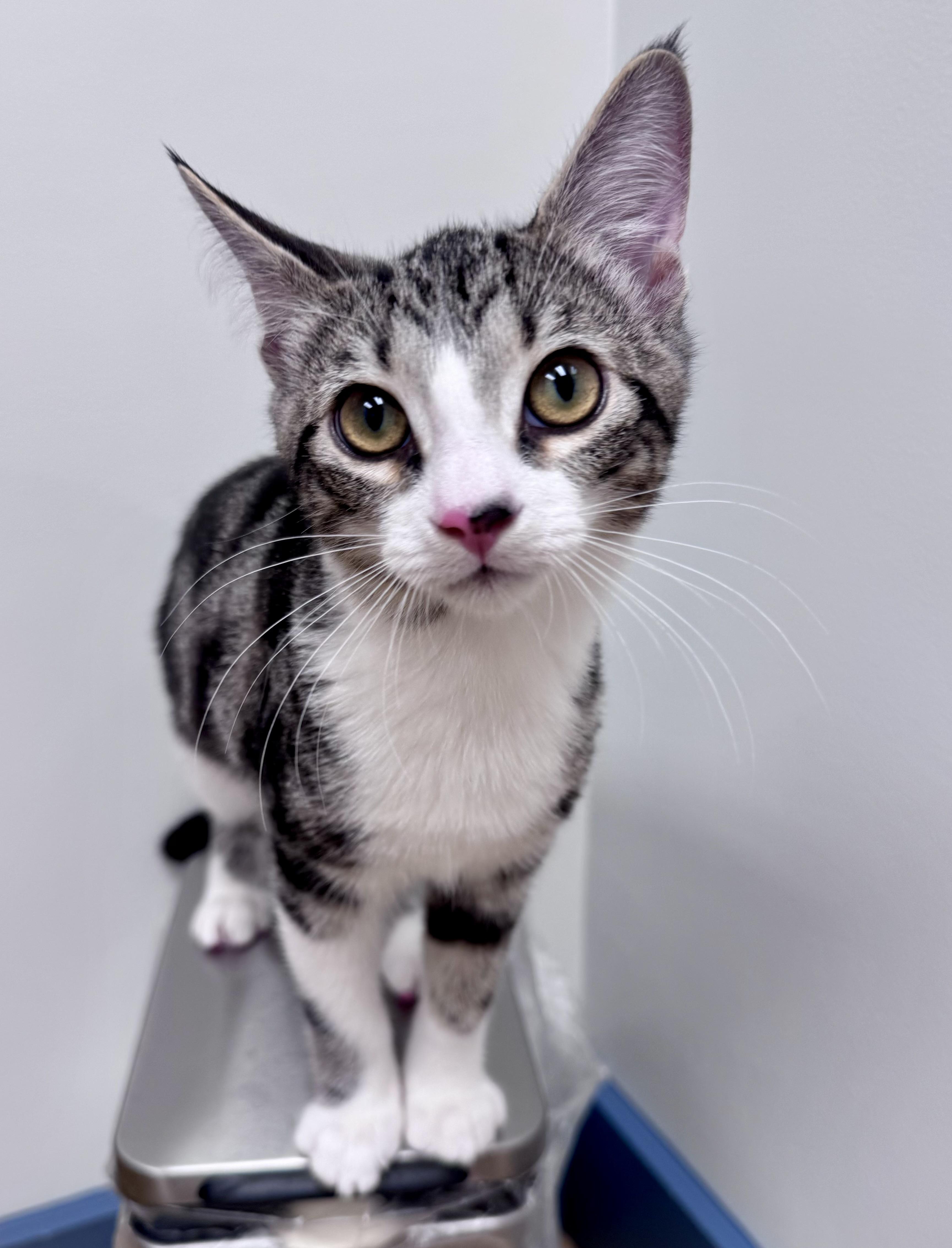 Enlarge Aspen, an adopted Domestic Short Hair in Tallahassee, FL image 6/6
