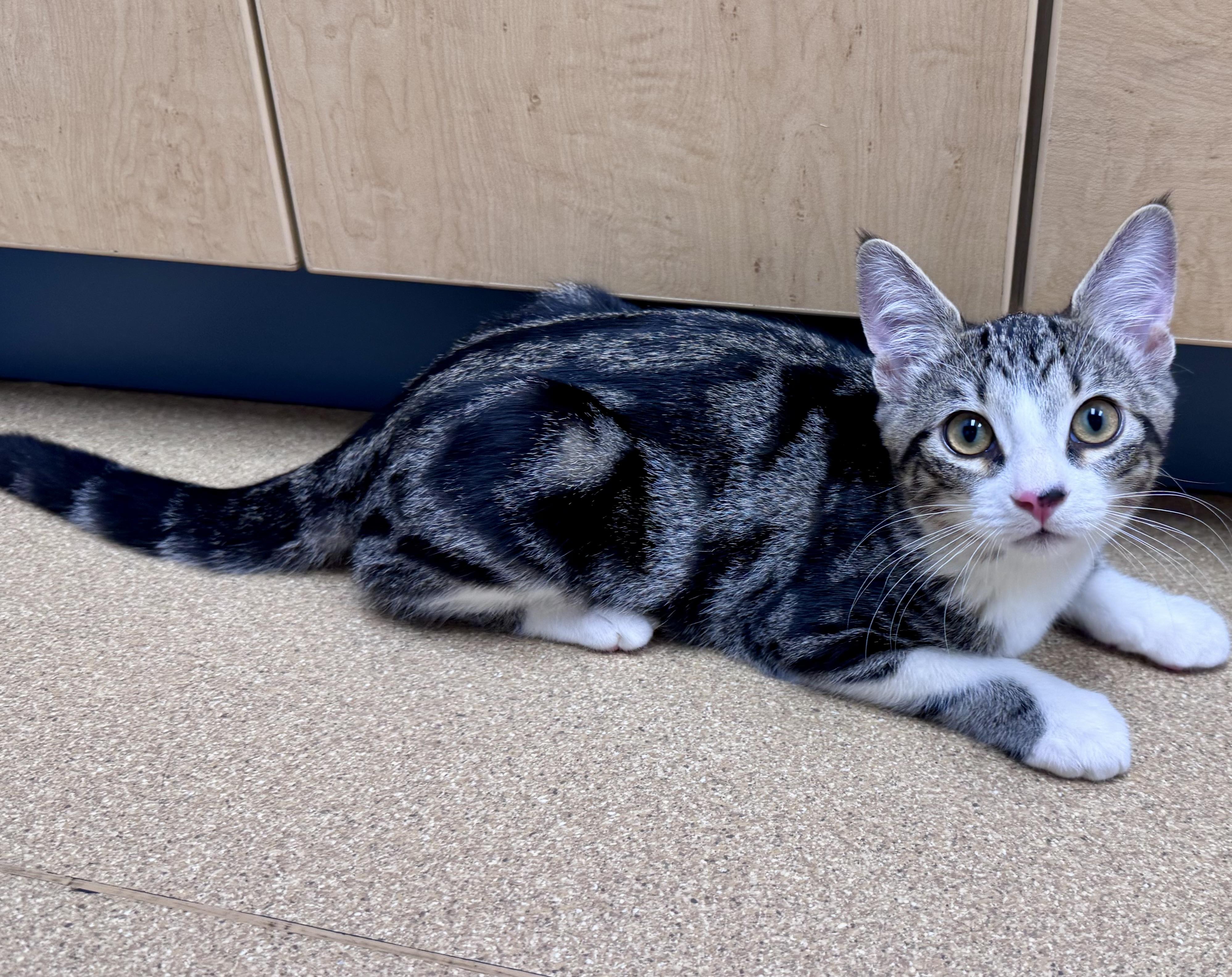 Enlarge Aspen, an adopted Domestic Short Hair in Tallahassee, FL image 5/6