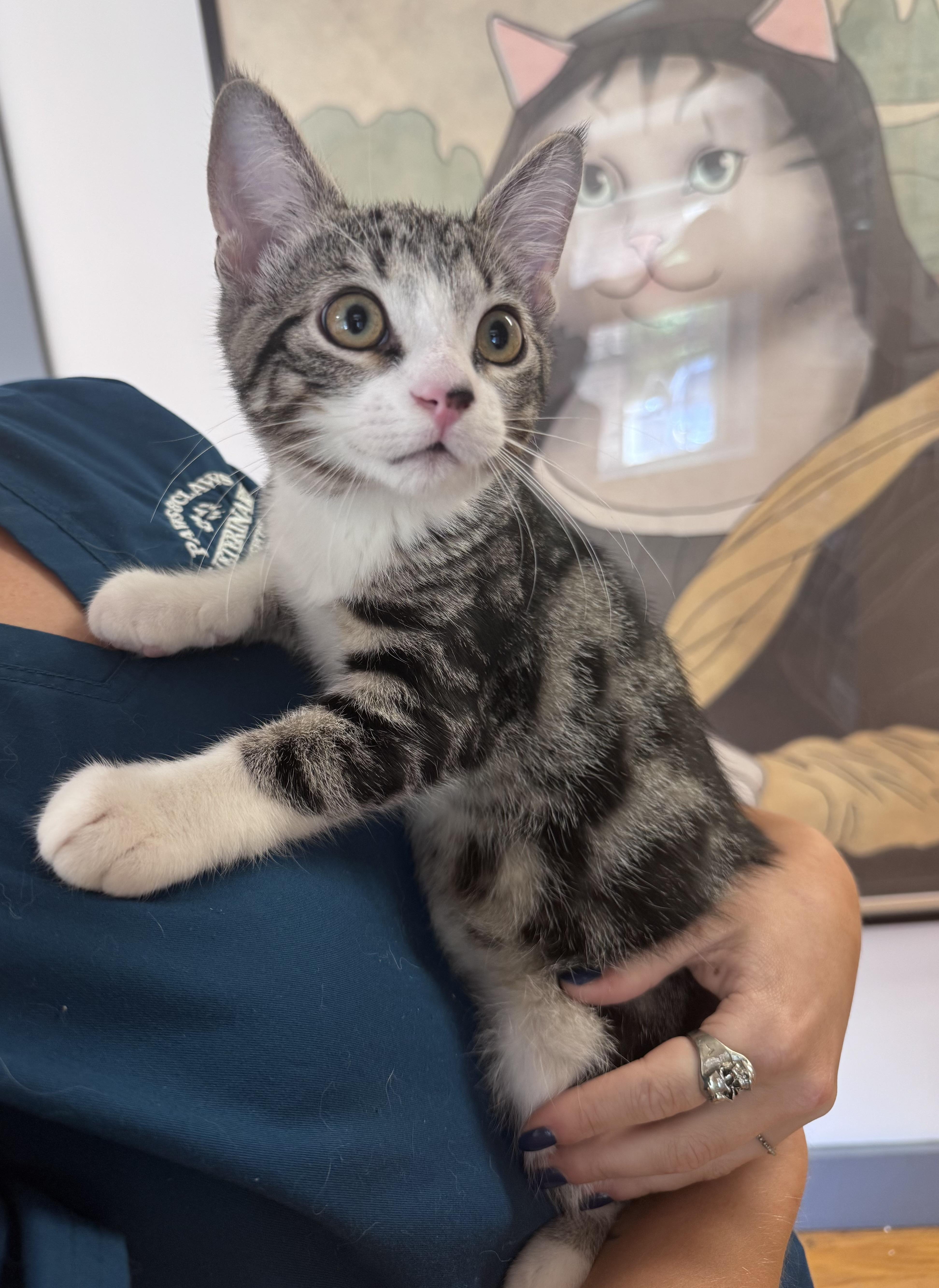 Enlarge Aspen, an adopted Domestic Short Hair in Tallahassee, FL image 4/6