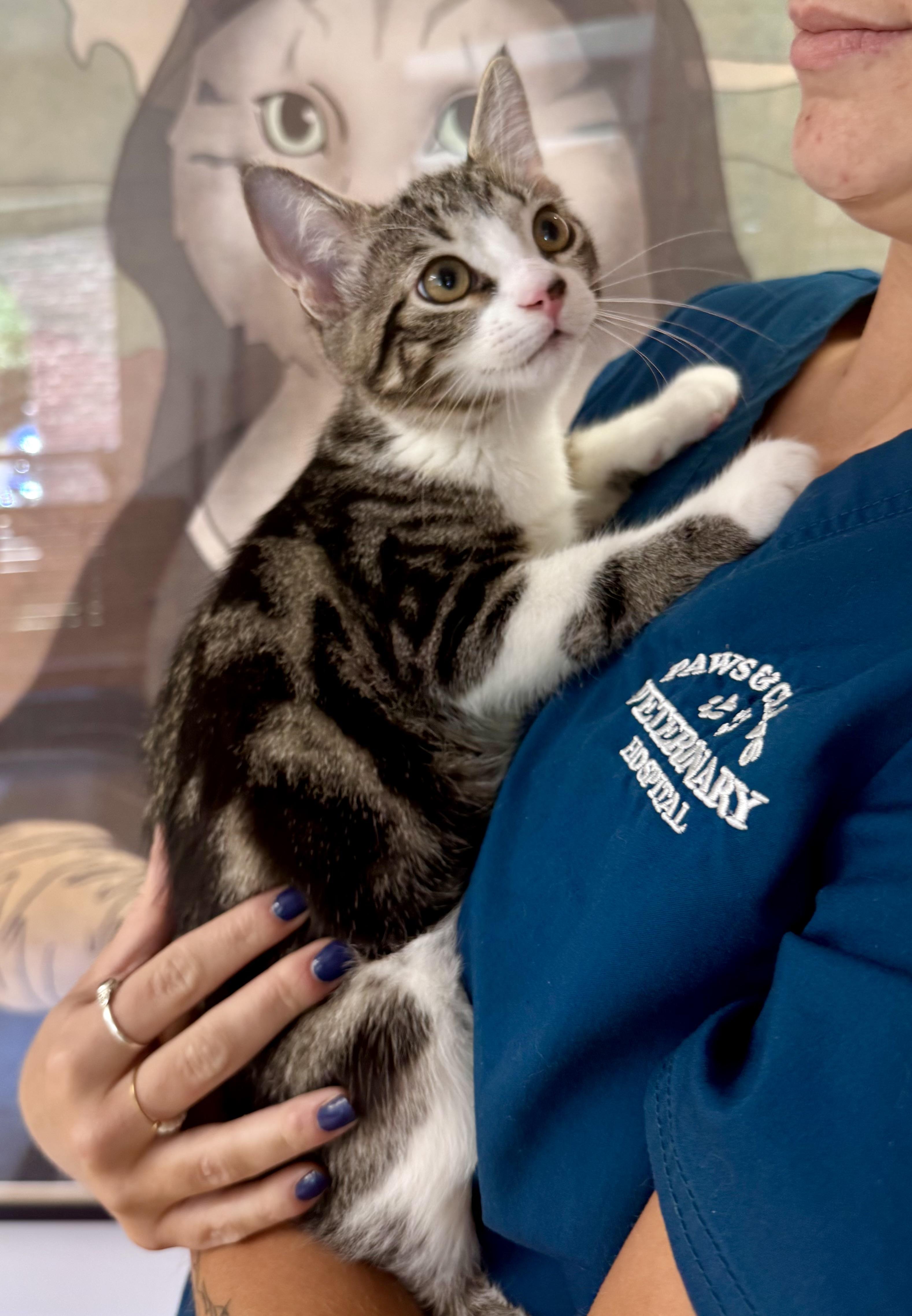 Enlarge Aspen, an adopted Domestic Short Hair in Tallahassee, FL image 3/6