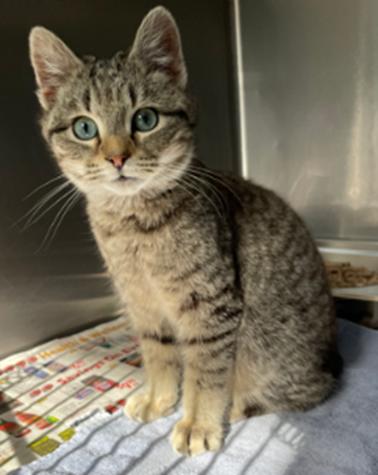 Stripes, an adopted mixed breed in Crumpler, NC image 3/5