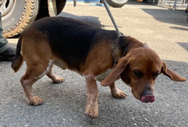 Stripes, an adopted mixed breed in Crumpler, NC image 5/5