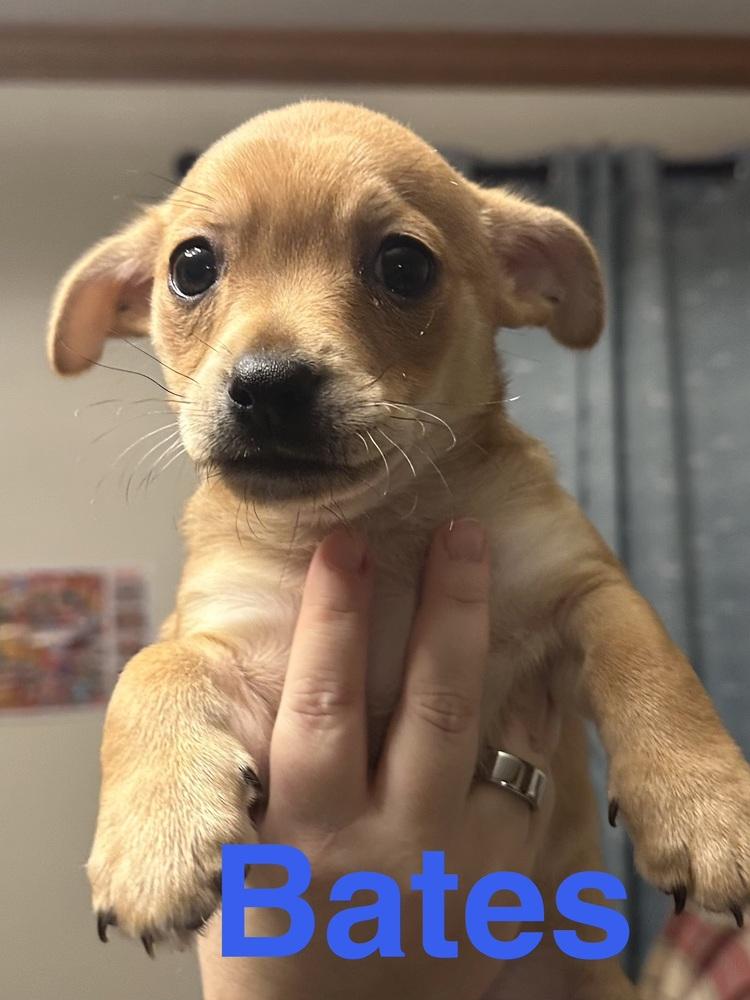 Enlarge Bates, a Adoptable mixed breed in Jefferson Hills, PA image 2/2