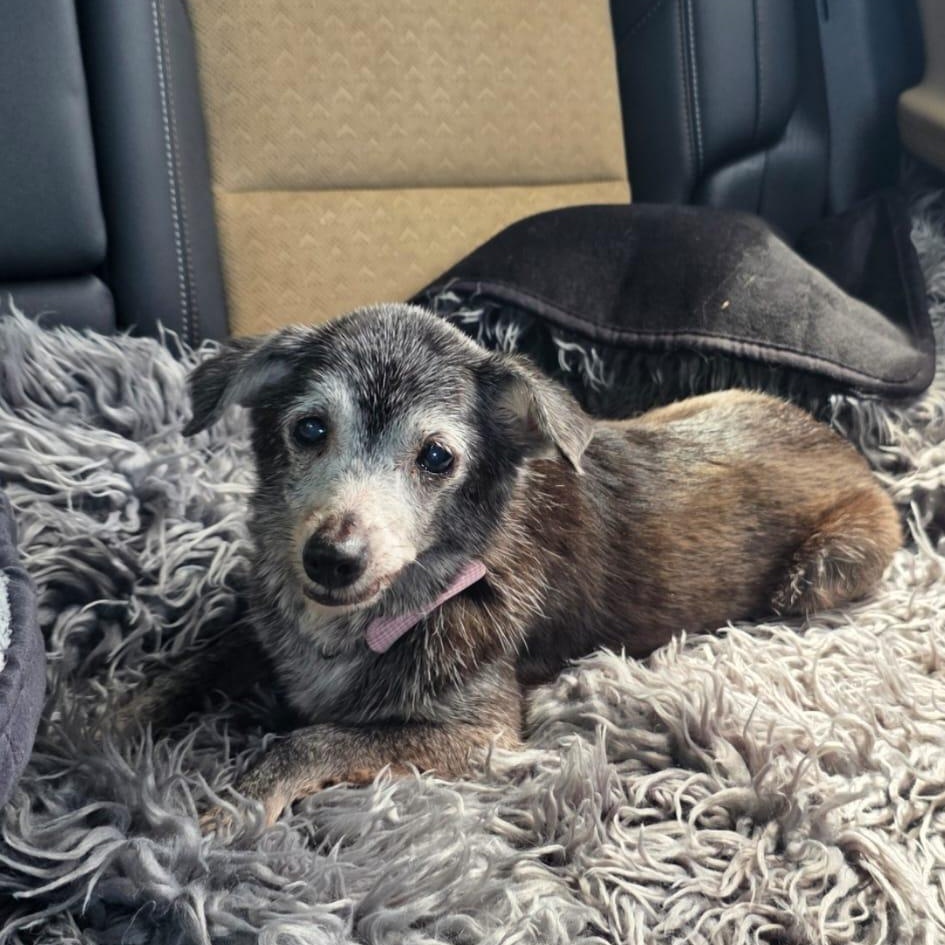 Mabel, a ADOPTABLE mixed breed in Baldwin, MD image 3/6