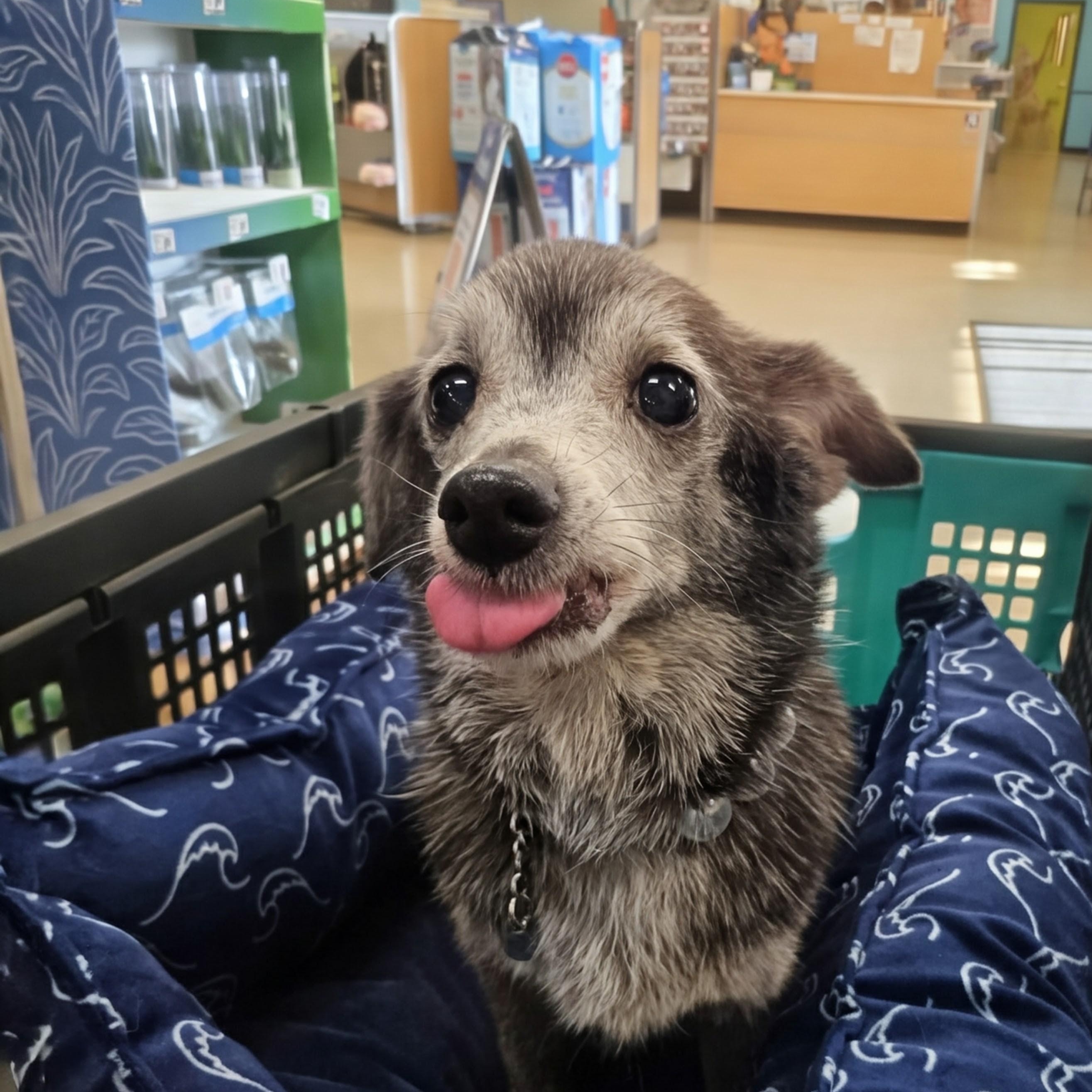 Mabel, ADOPTABLE, Senior Female Chihuahua.