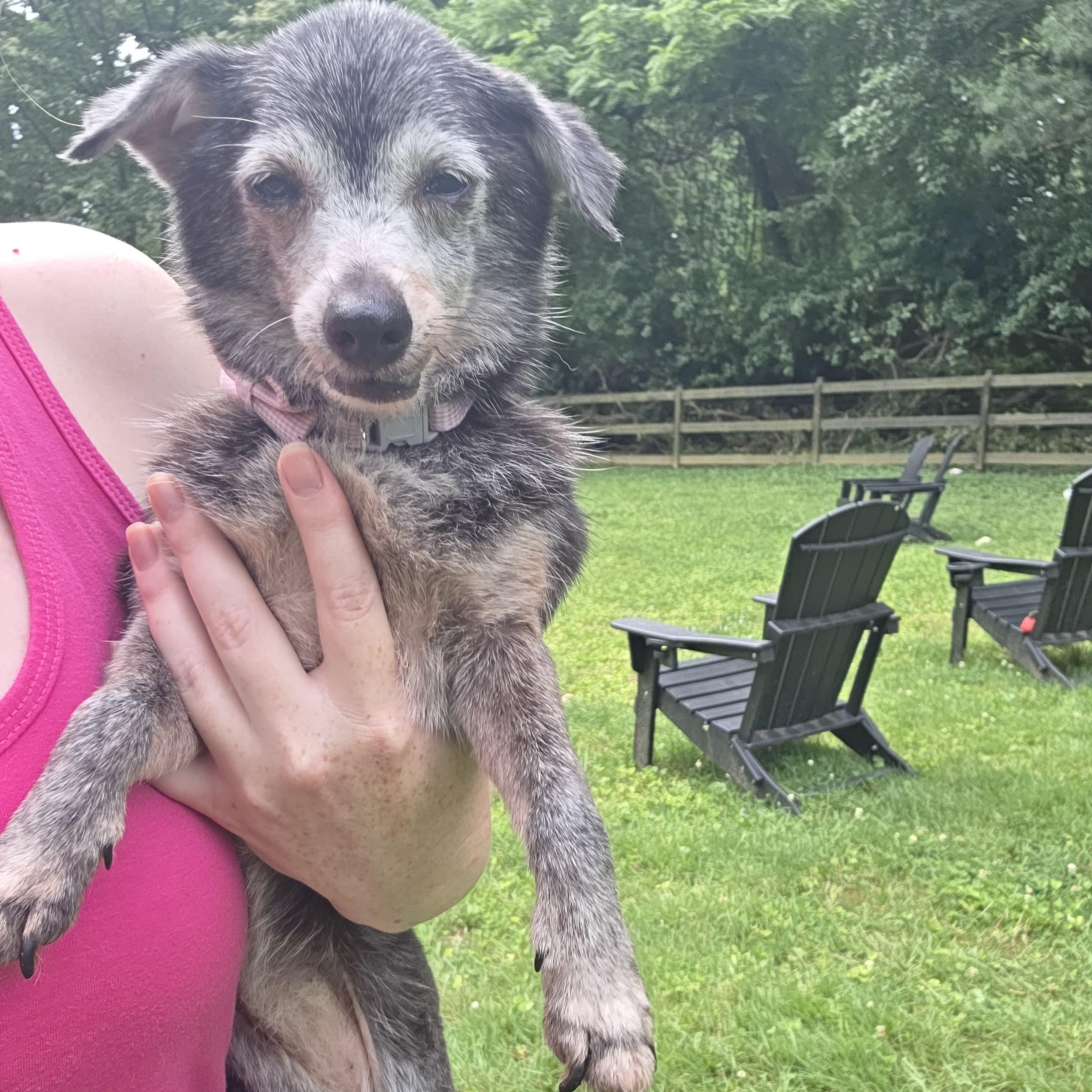 Mabel, a ADOPTABLE mixed breed in Baldwin, MD image 6/6