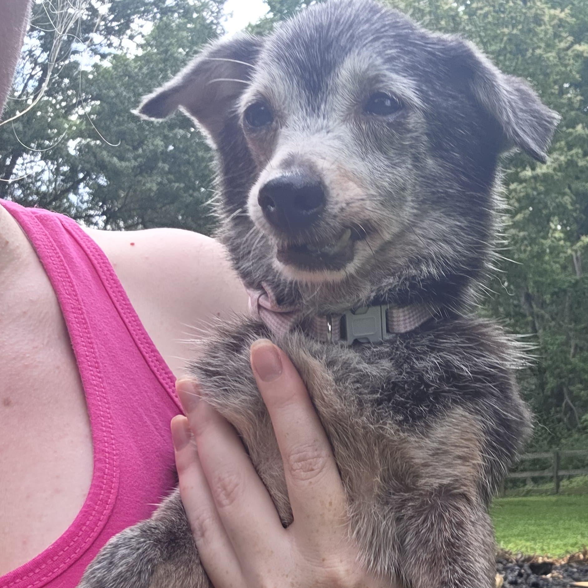 Mabel, a ADOPTABLE mixed breed in Baldwin, MD image 4/6
