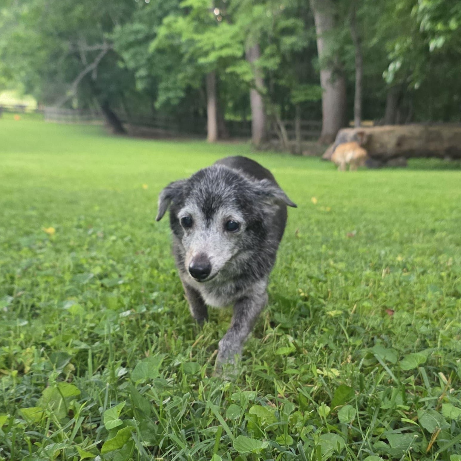Mabel, a ADOPTABLE mixed breed in Baldwin, MD image 2/6