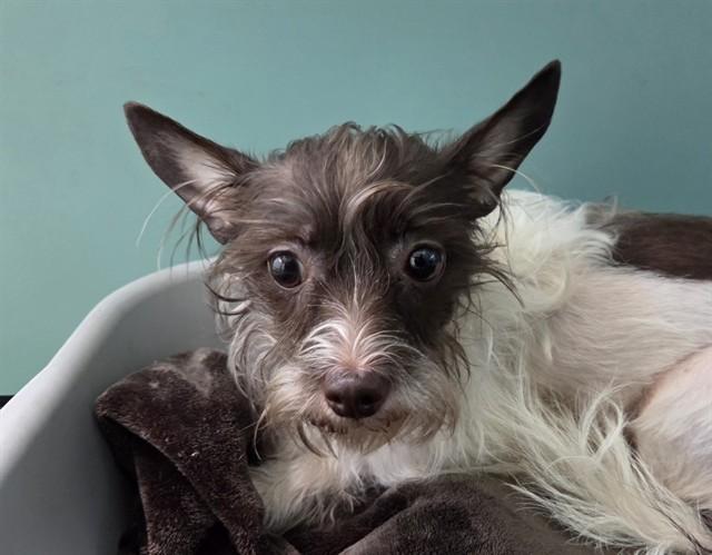 Enlarge AMBROSIA , an adopted mixed breed in San Clemente, CA image 1/1