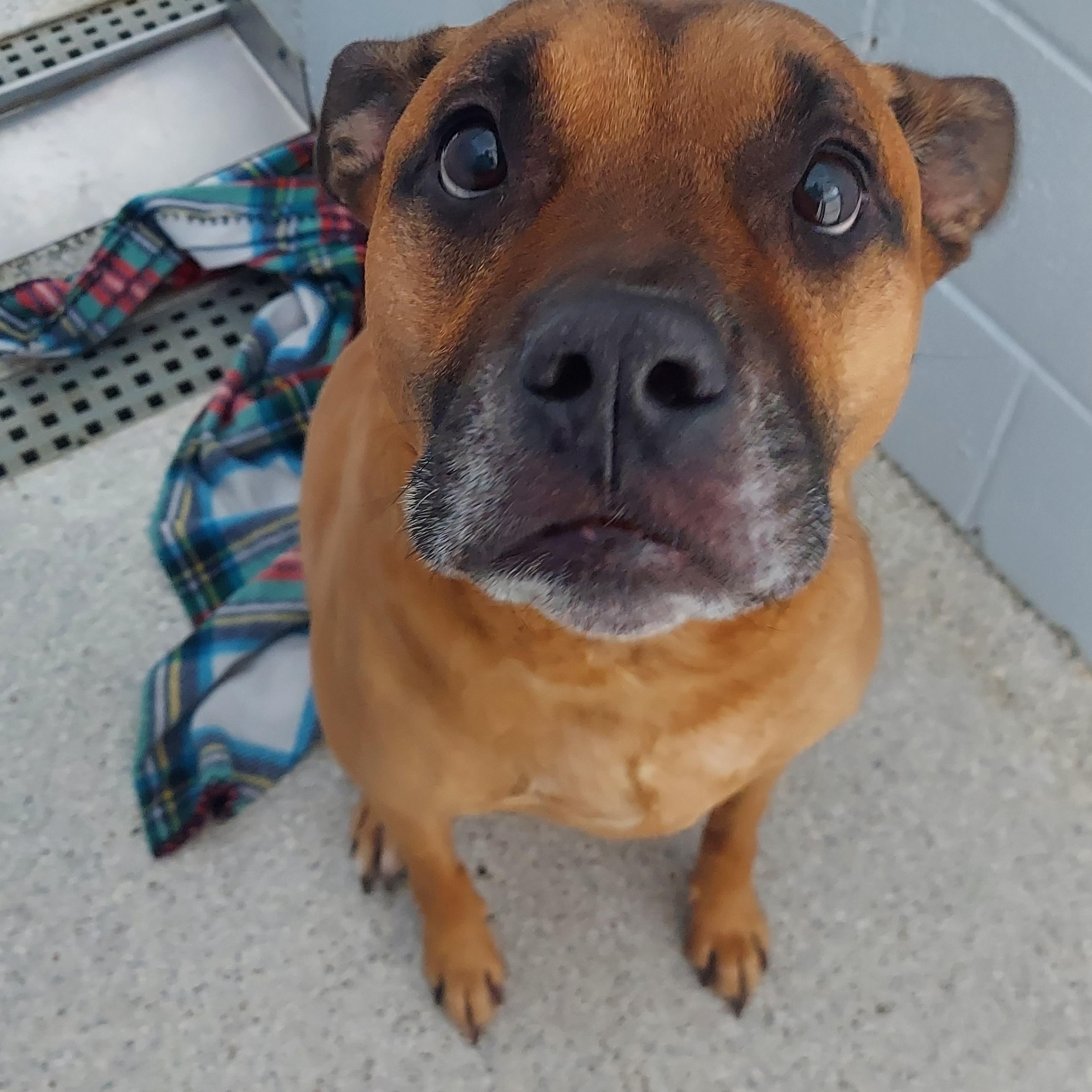 Dobby, Adoptable, Senior Male Pit Bull Terrier.