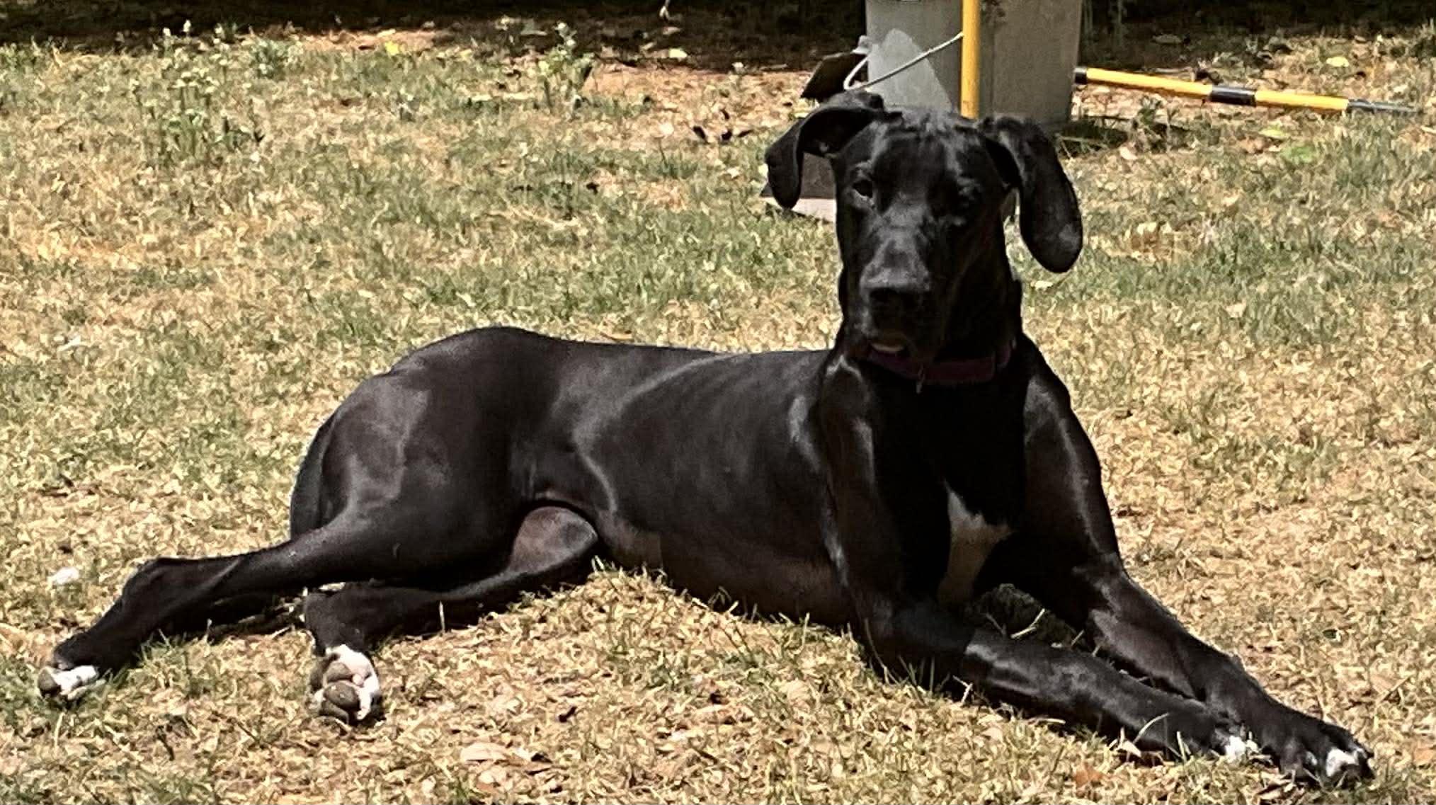 Enlarge Sasha, a ADOPTABLE Great Dane in Pensacola, FL image 2/4