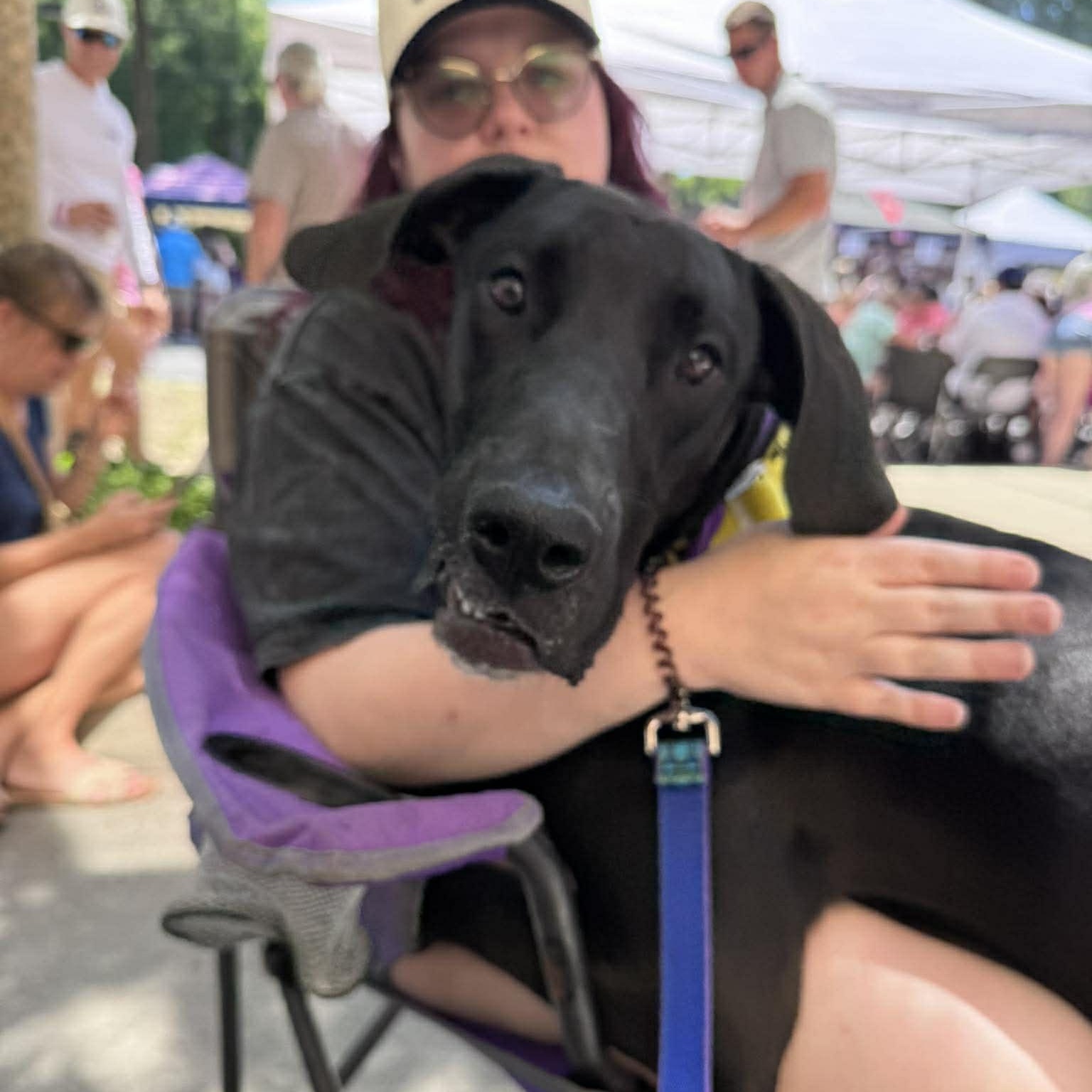 Enlarge Sasha, a ADOPTABLE Great Dane in Pensacola, FL image 1/4
