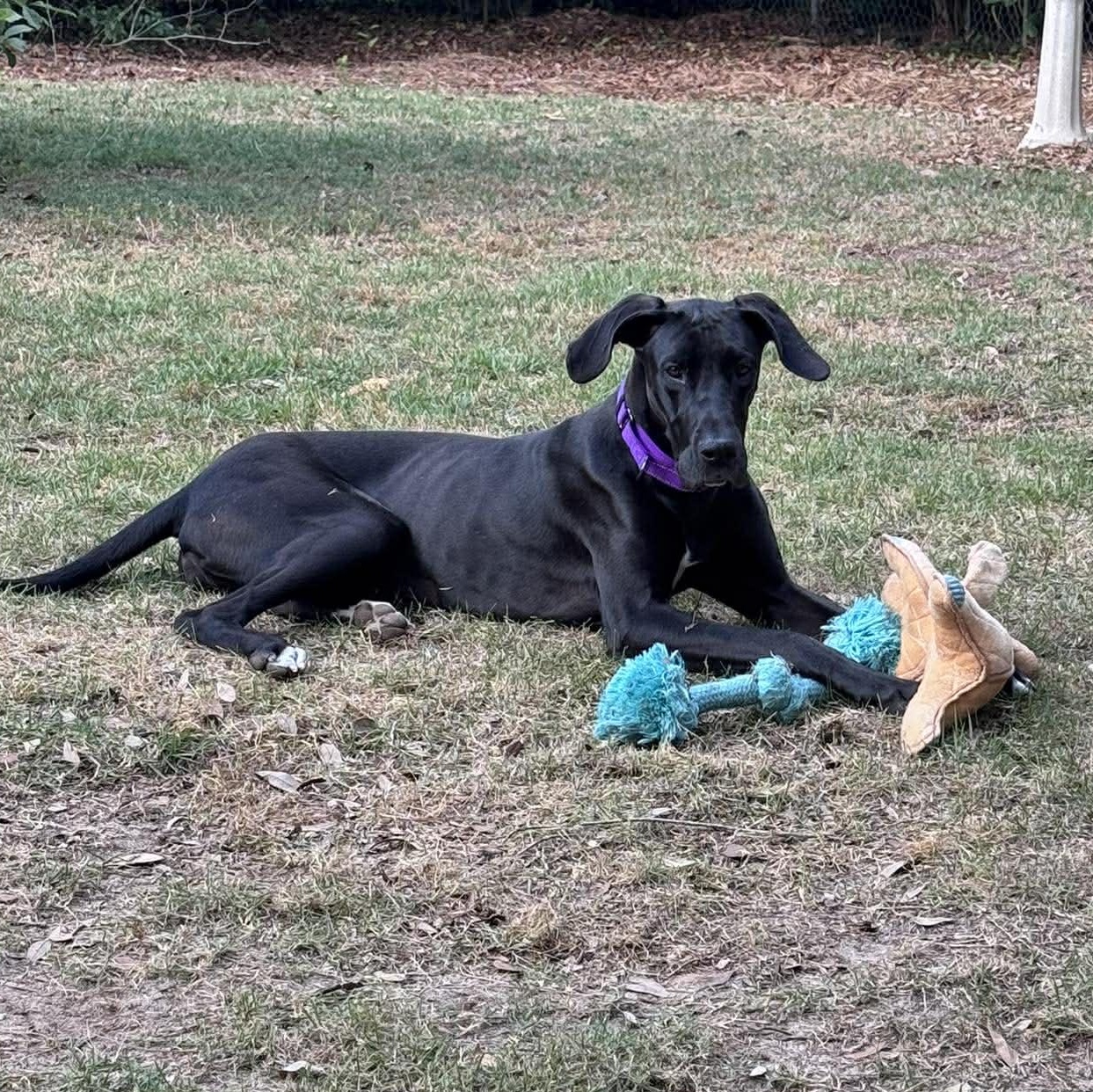 Enlarge Sasha, a ADOPTABLE Great Dane in Pensacola, FL image 3/4