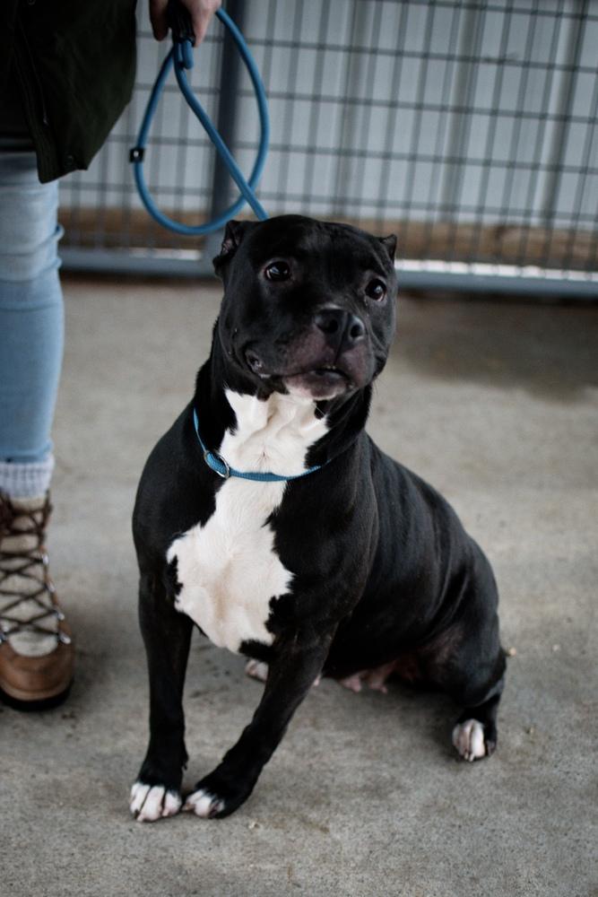 Enlarge Bonnie, a Adoptable Pit Bull Terrier in Frankfort, NY image 5/5
