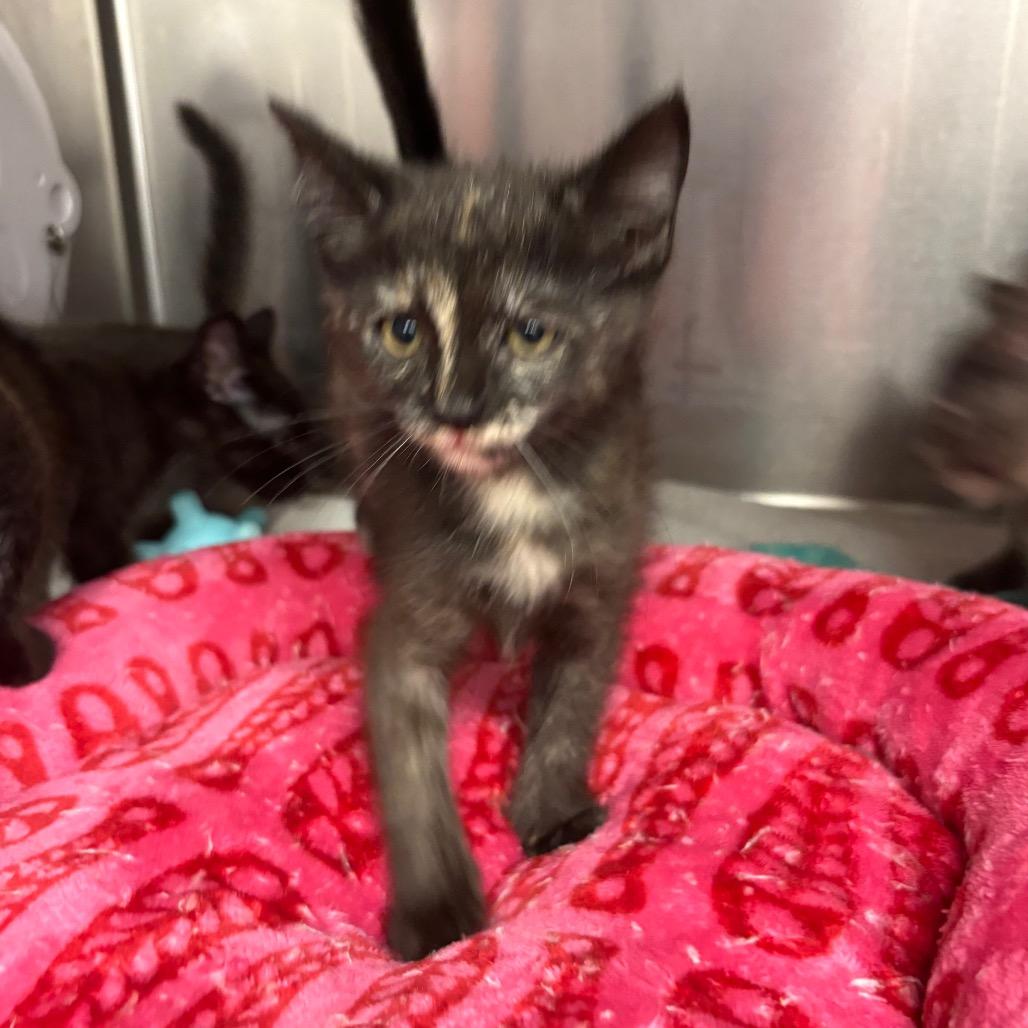 Juana Azurduy de Padilla, Adoptable, Kitten Female Domestic Short Hair.