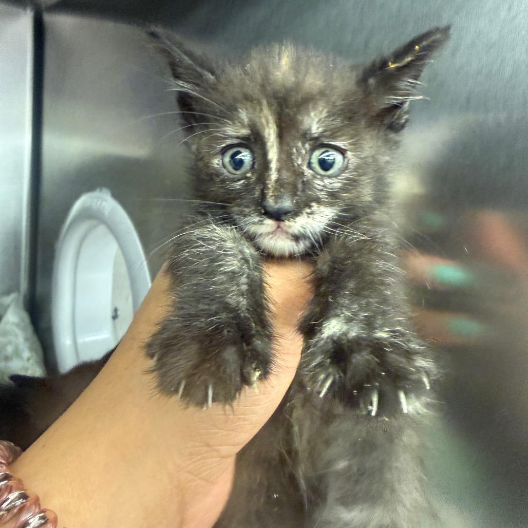 Enlarge Juana Azurduy de Padilla, a Adoptable Domestic Short Hair in Redwood City, CA image 2/3